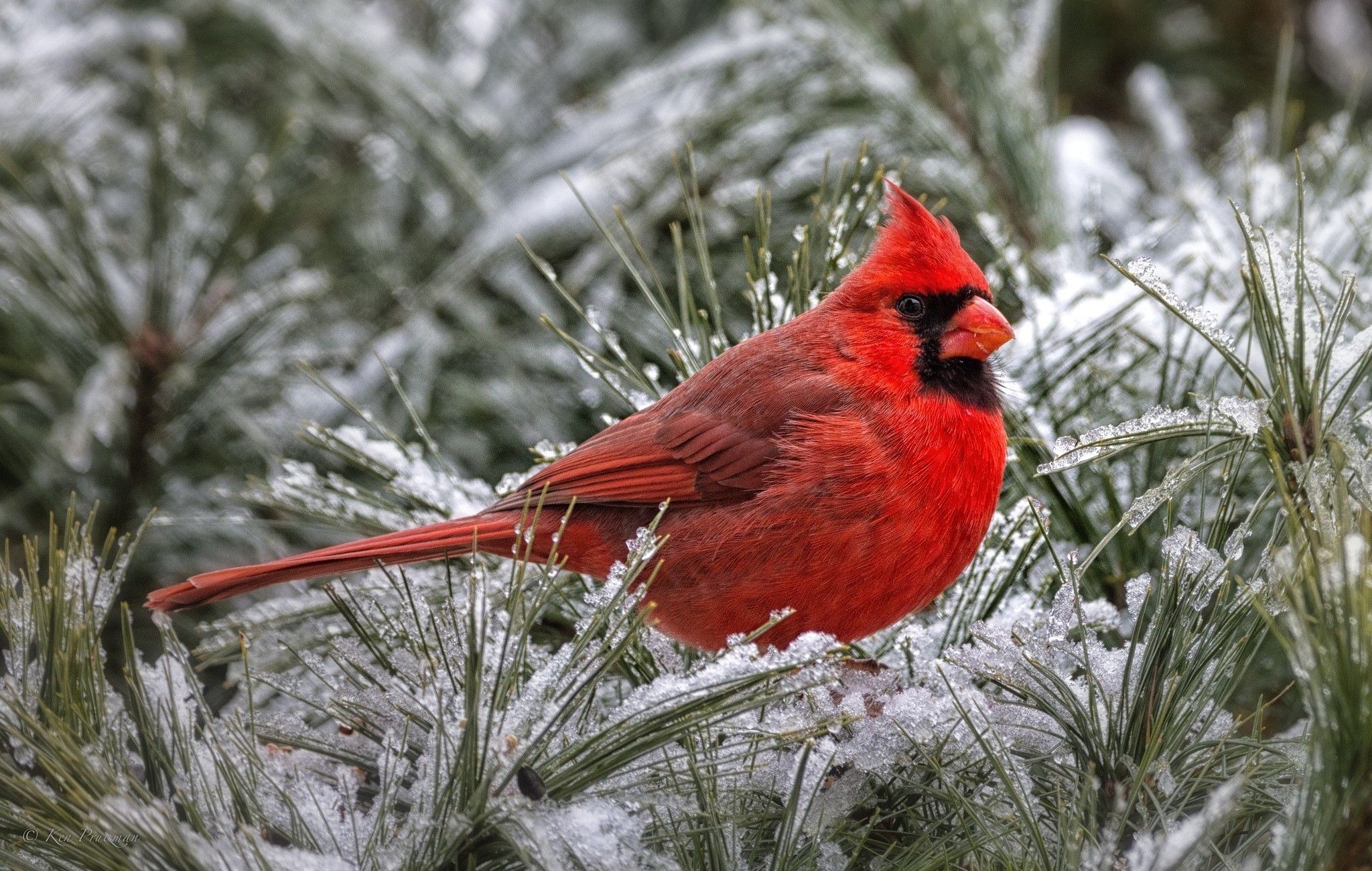 Pied Northern Cardinal Wallpapers