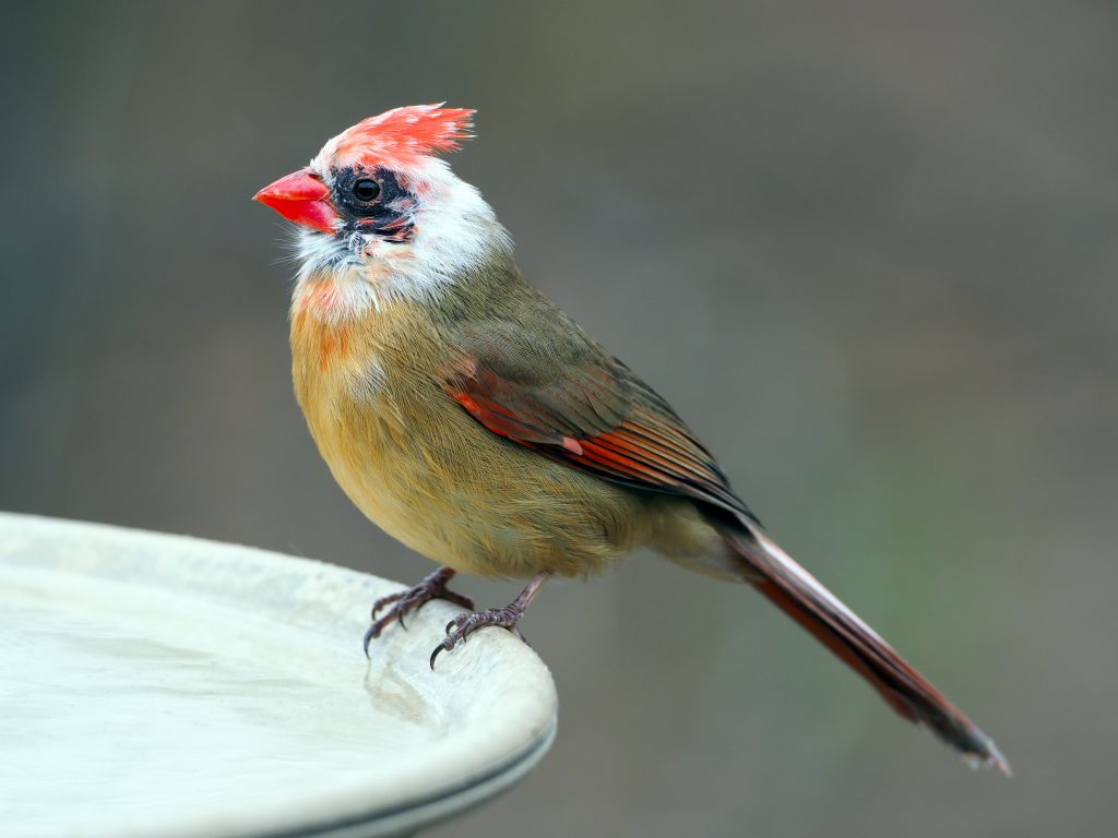 Pied Northern Cardinal Wallpapers