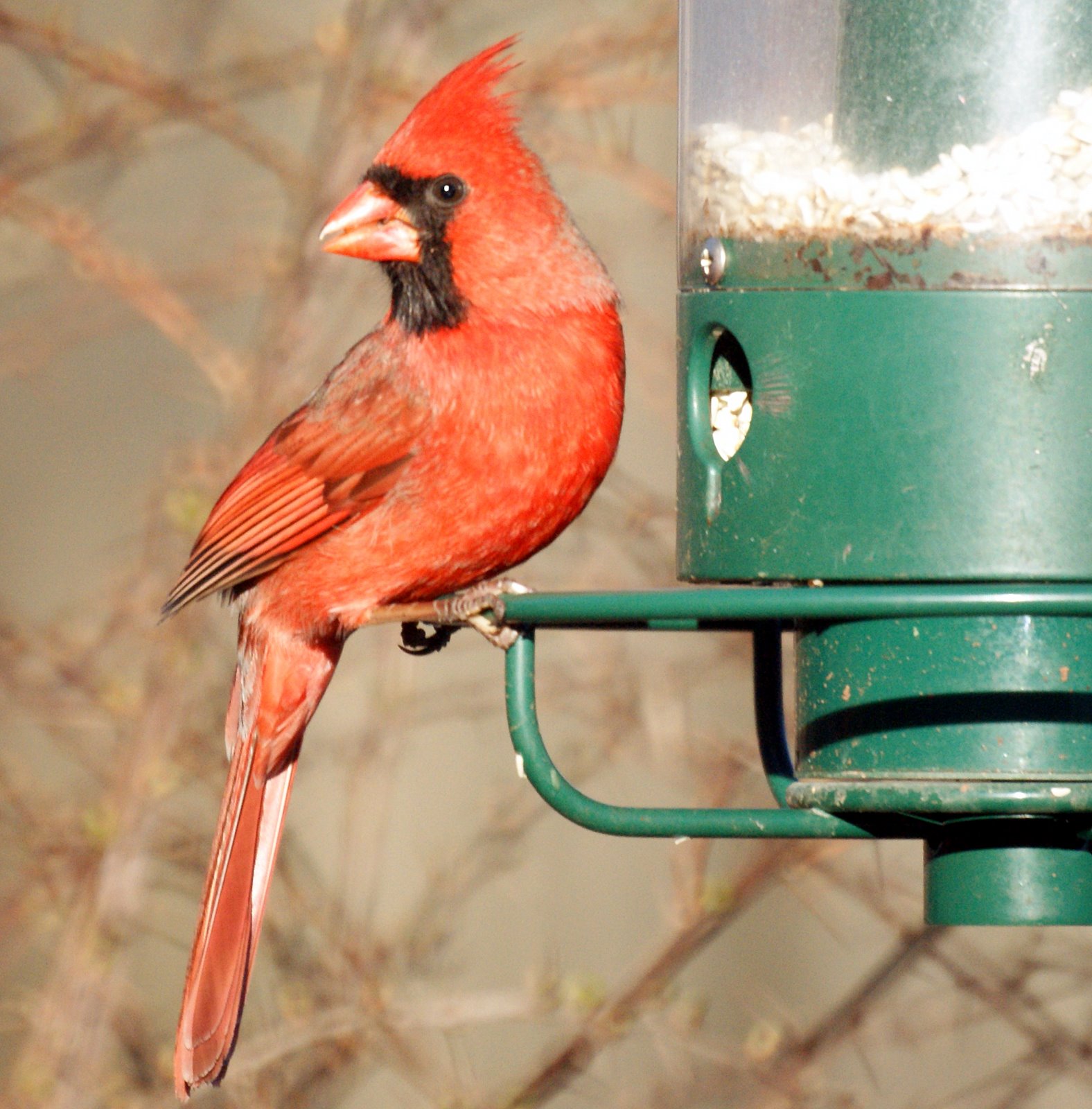 Pied Northern Cardinal Wallpapers