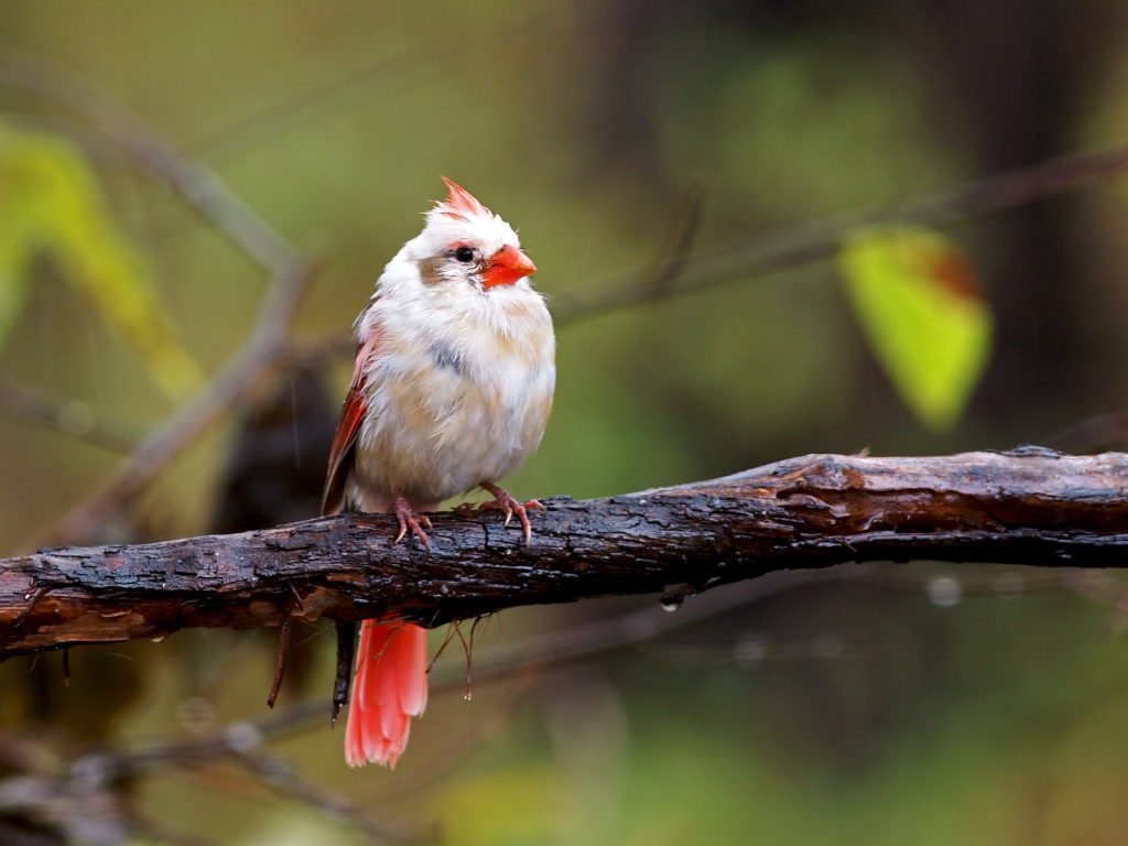 Pied Northern Cardinal Wallpapers