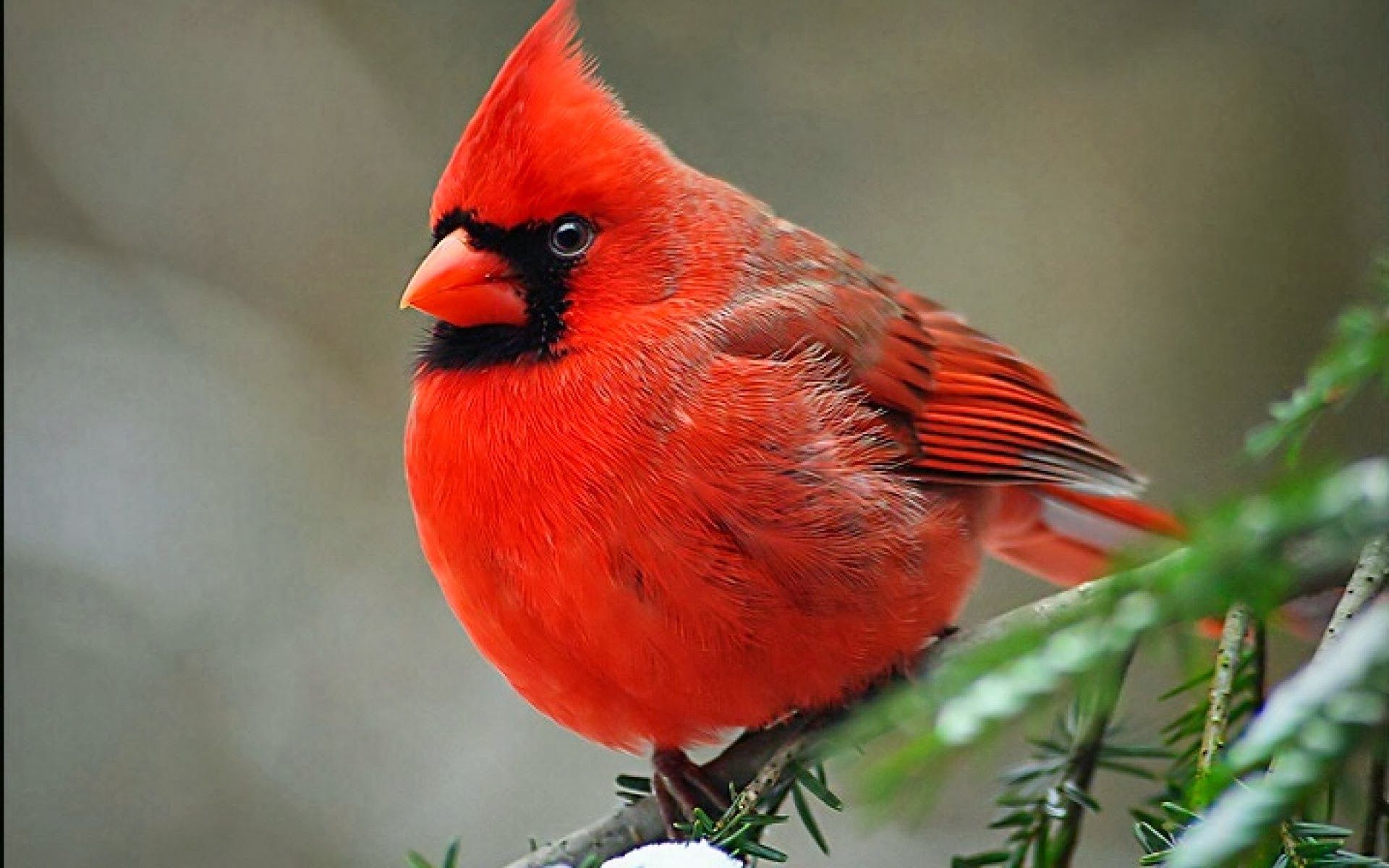 Pied Northern Cardinal Wallpapers