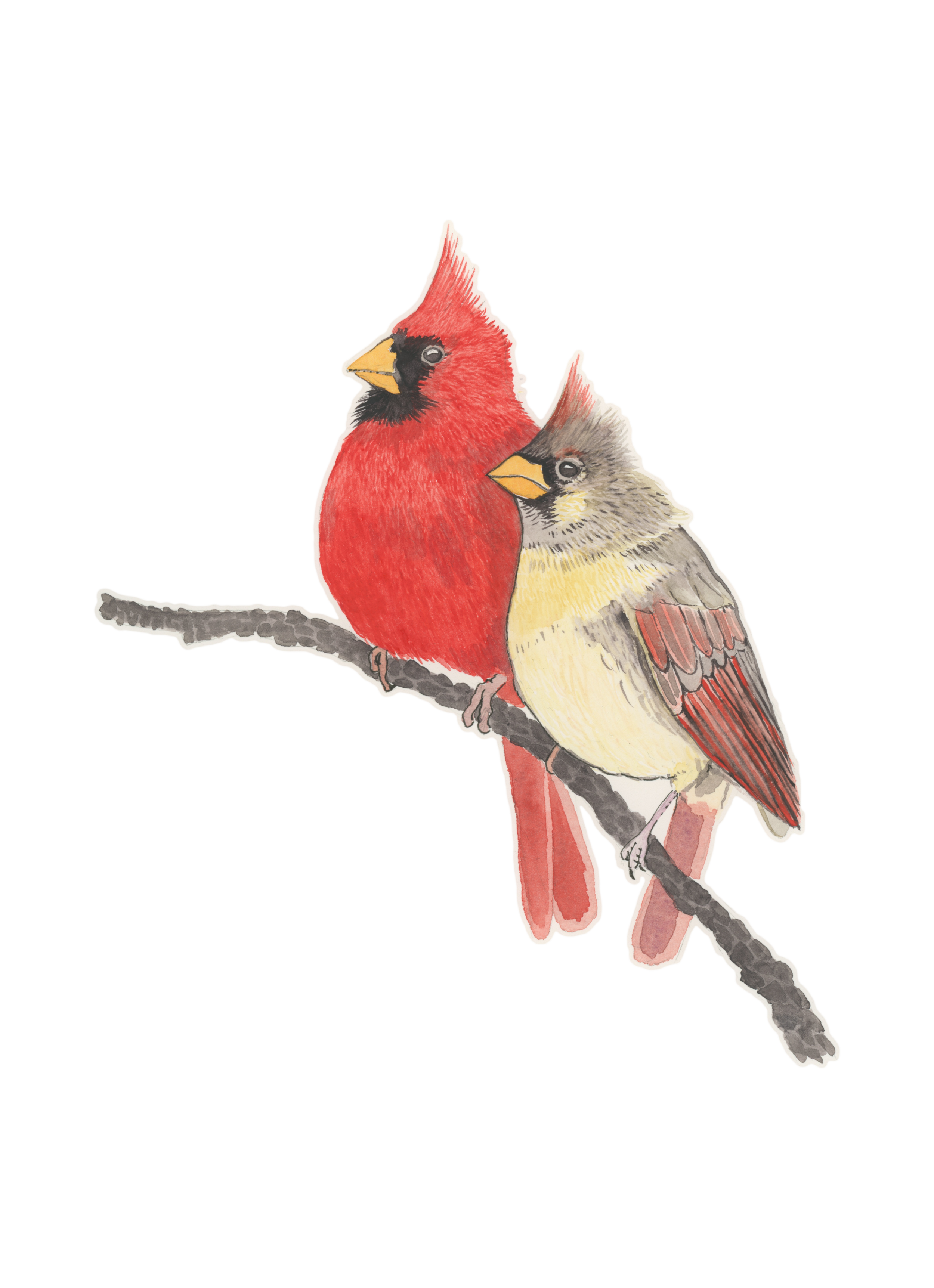 Pied Northern Cardinal Wallpapers