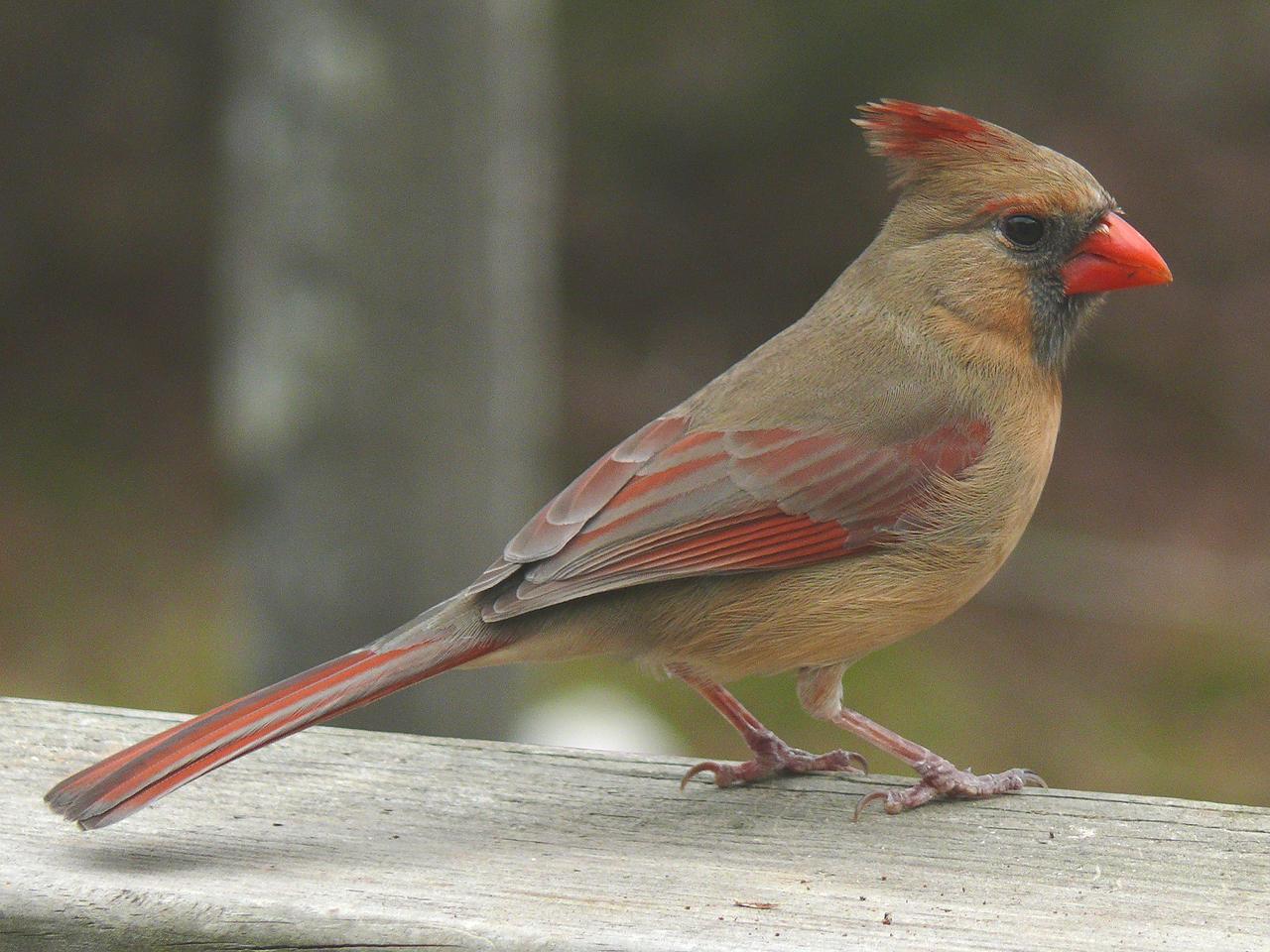 Pied Northern Cardinal Wallpapers