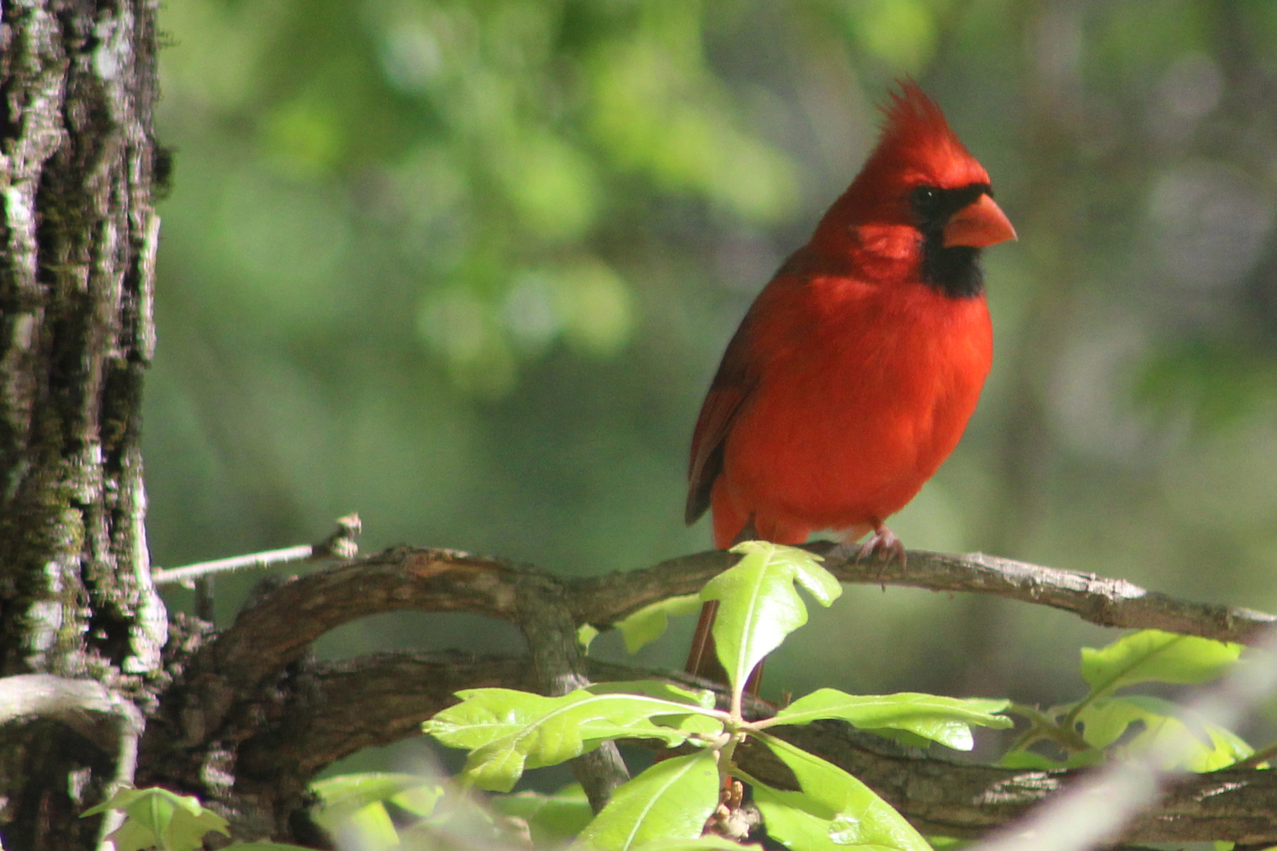 Pied Northern Cardinal Wallpapers