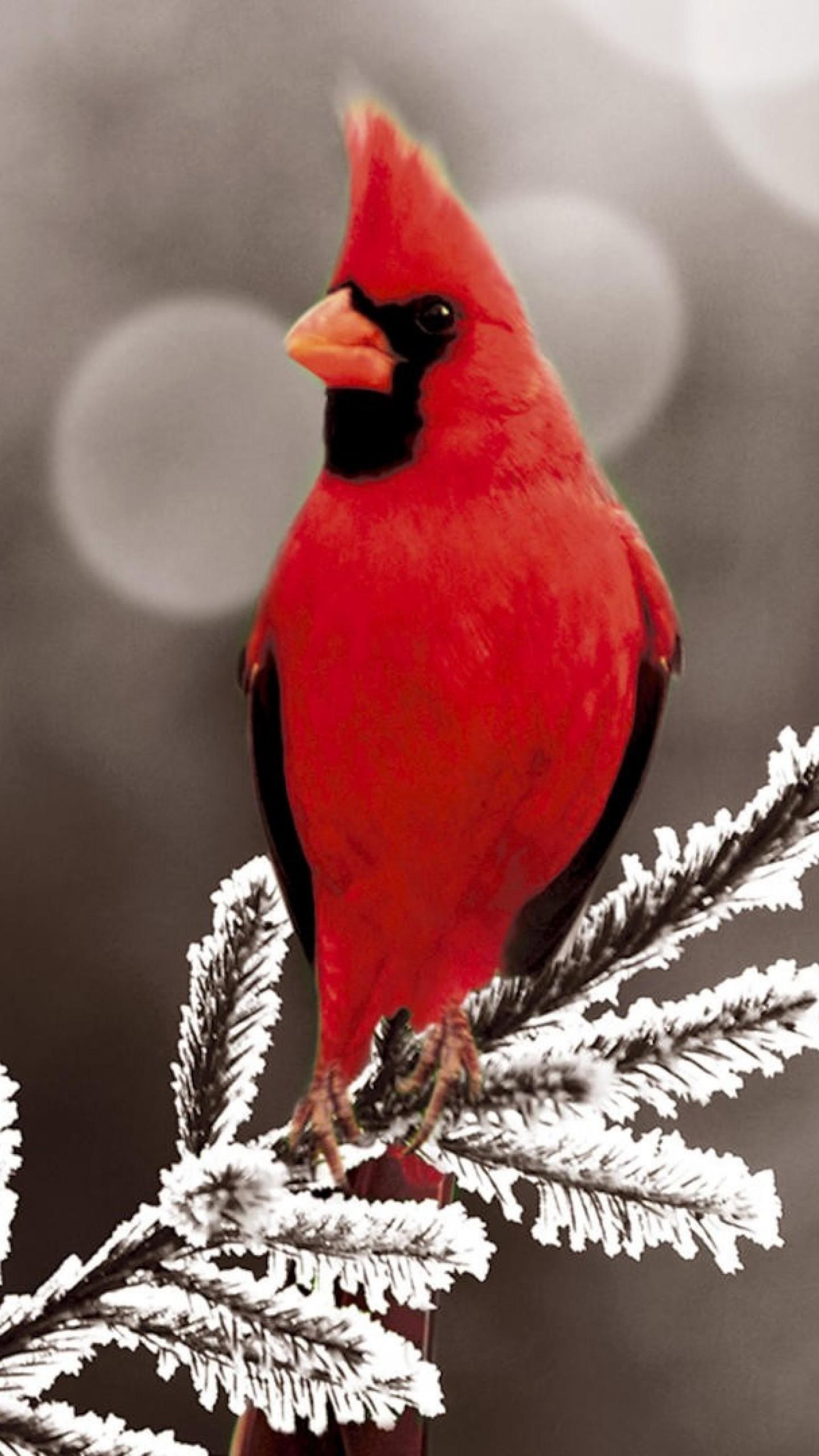 Pied Northern Cardinal Wallpapers