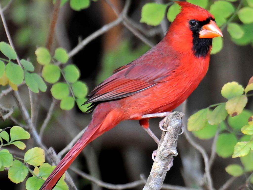 Pied Northern Cardinal Wallpapers