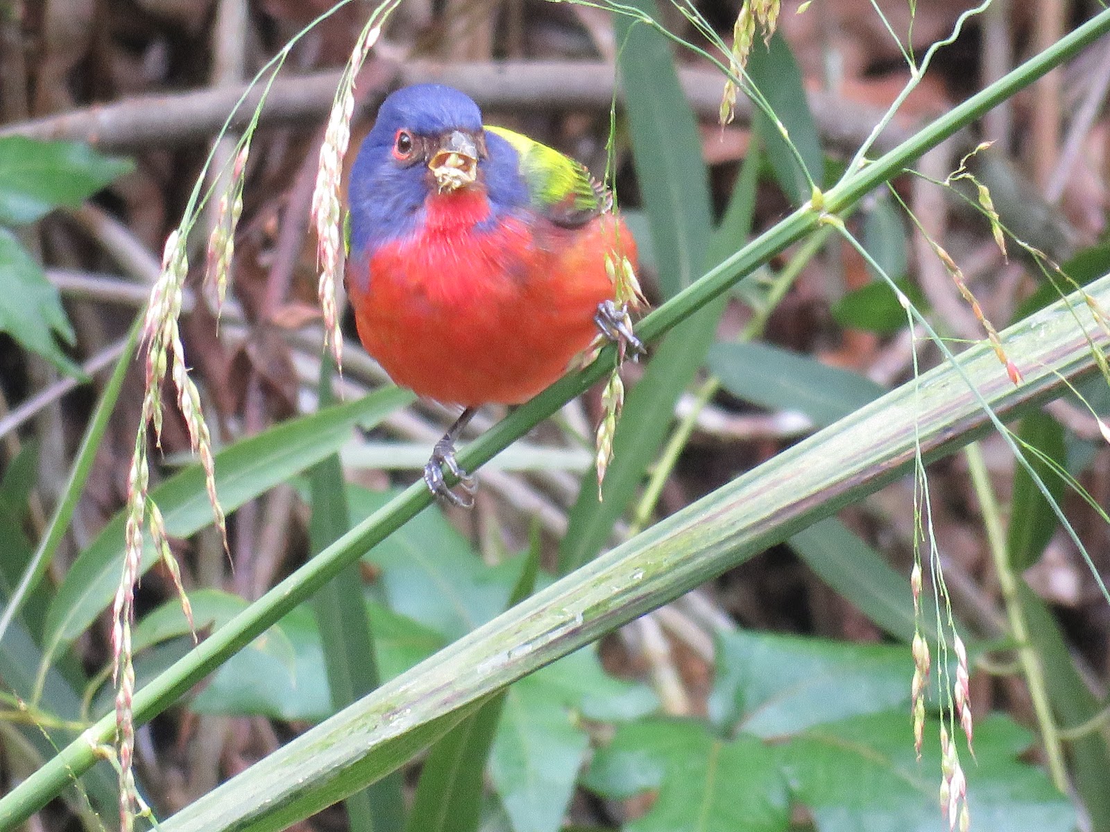 Pied Northern Cardinal Wallpapers