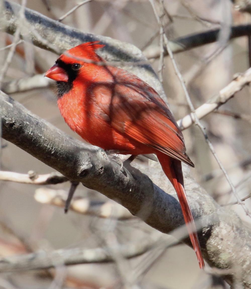 Pied Northern Cardinal Wallpapers