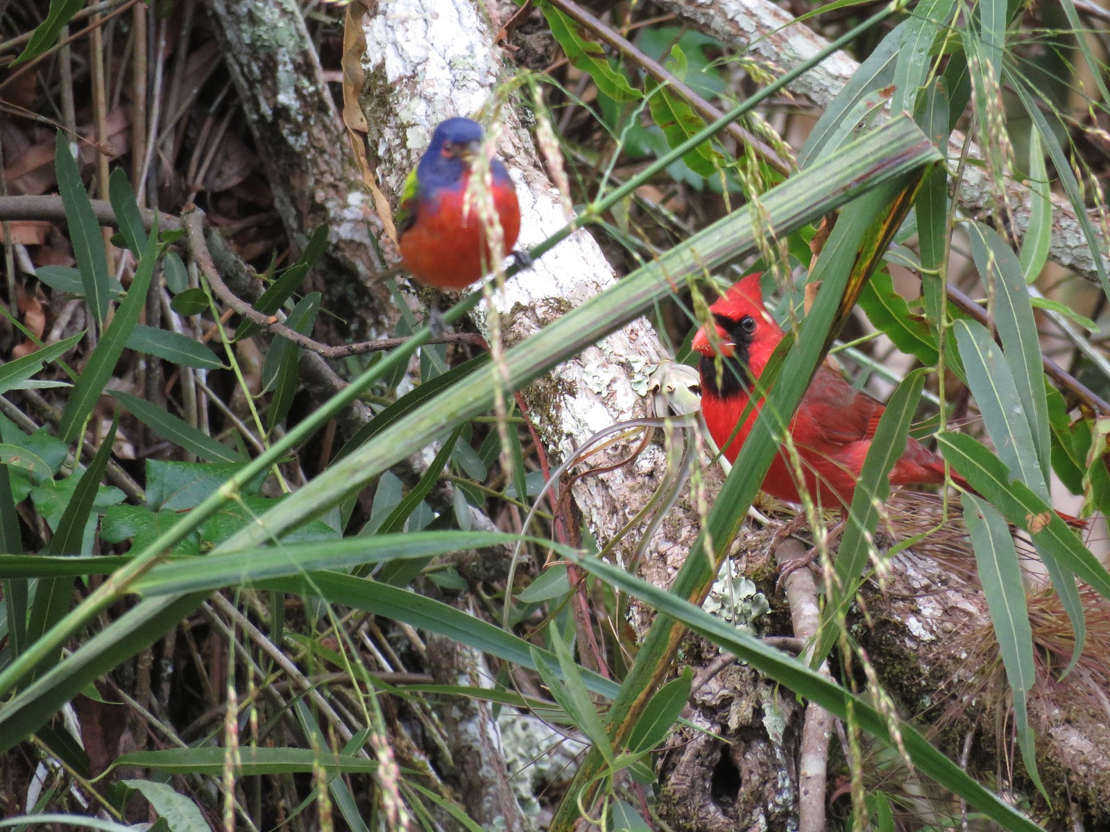 Pied Northern Cardinal Wallpapers