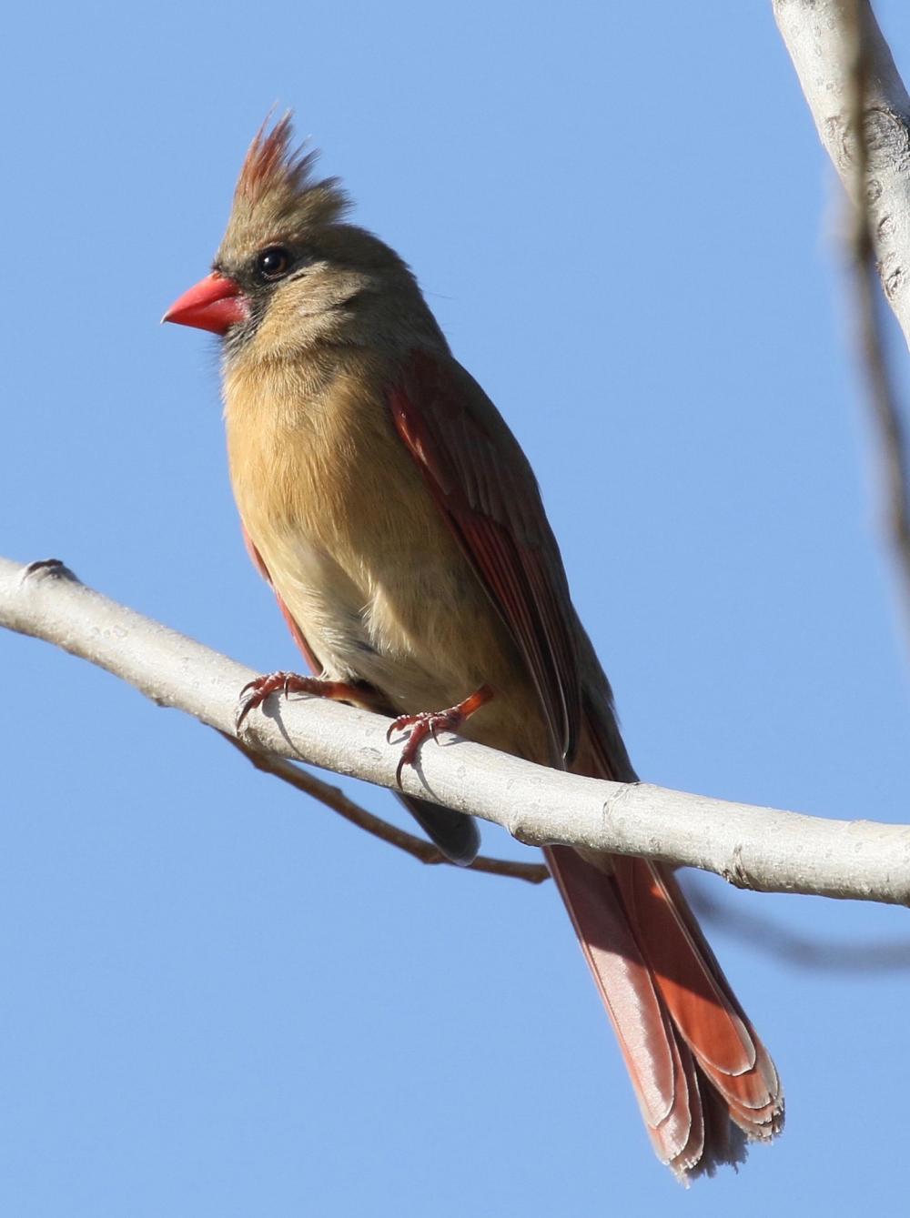 Pied Northern Cardinal Wallpapers