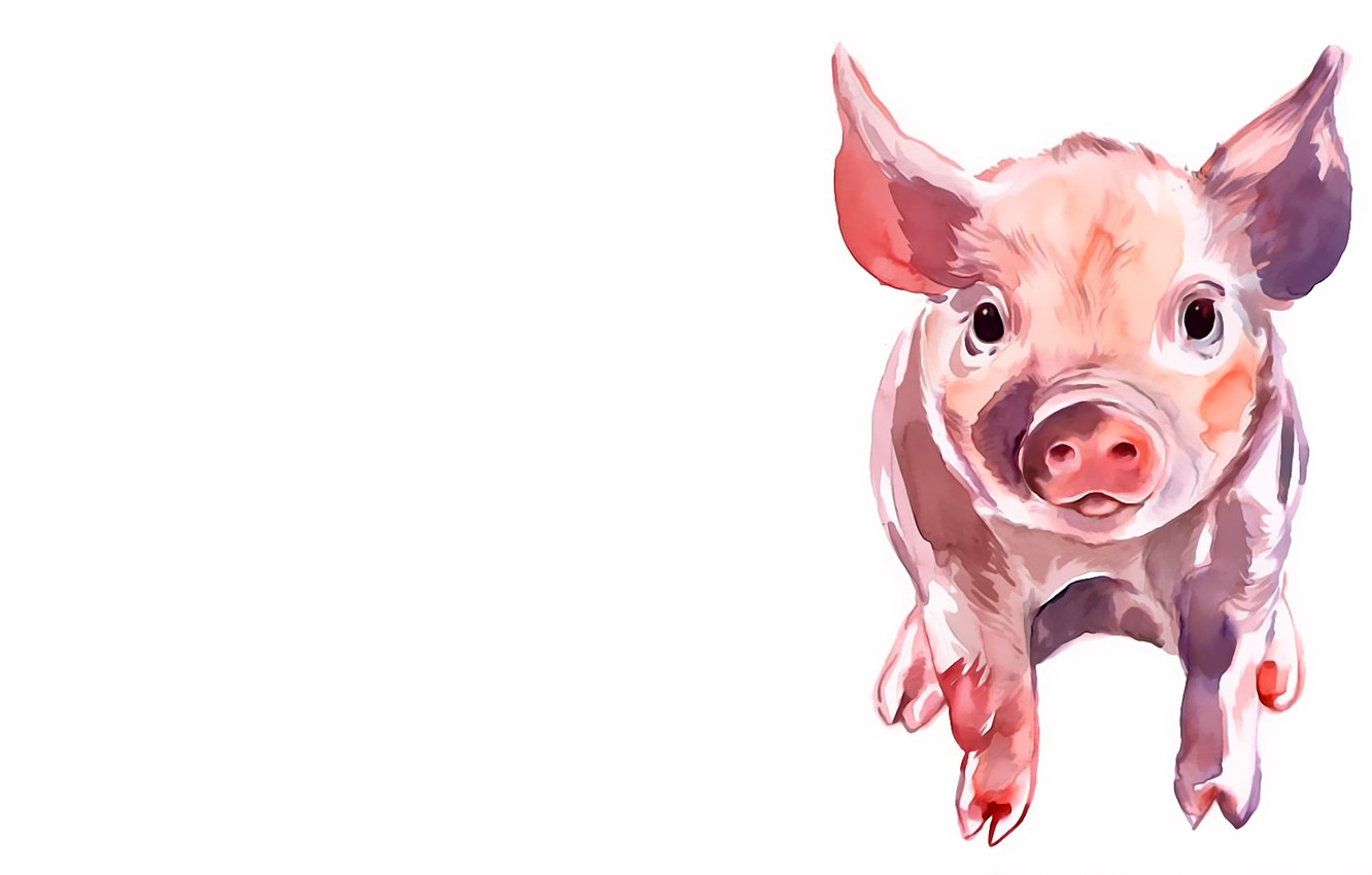 Pig Wallpapers