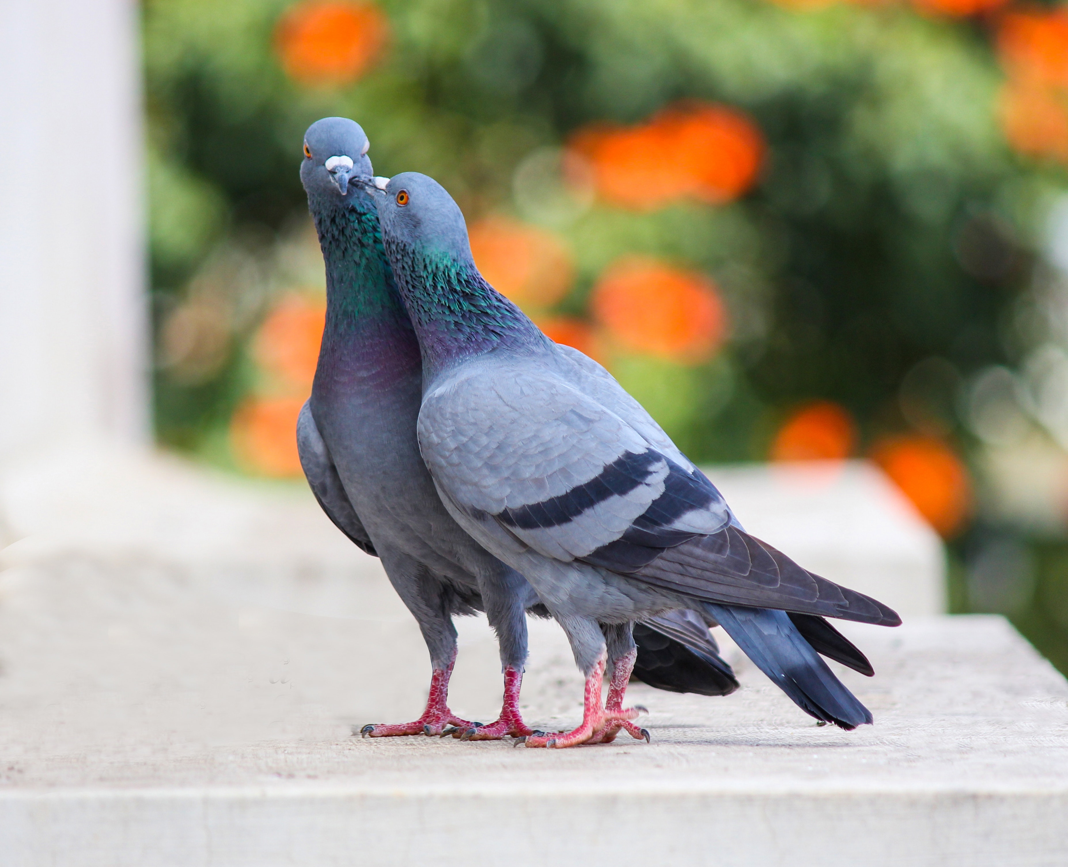 Pigeon Wallpapers