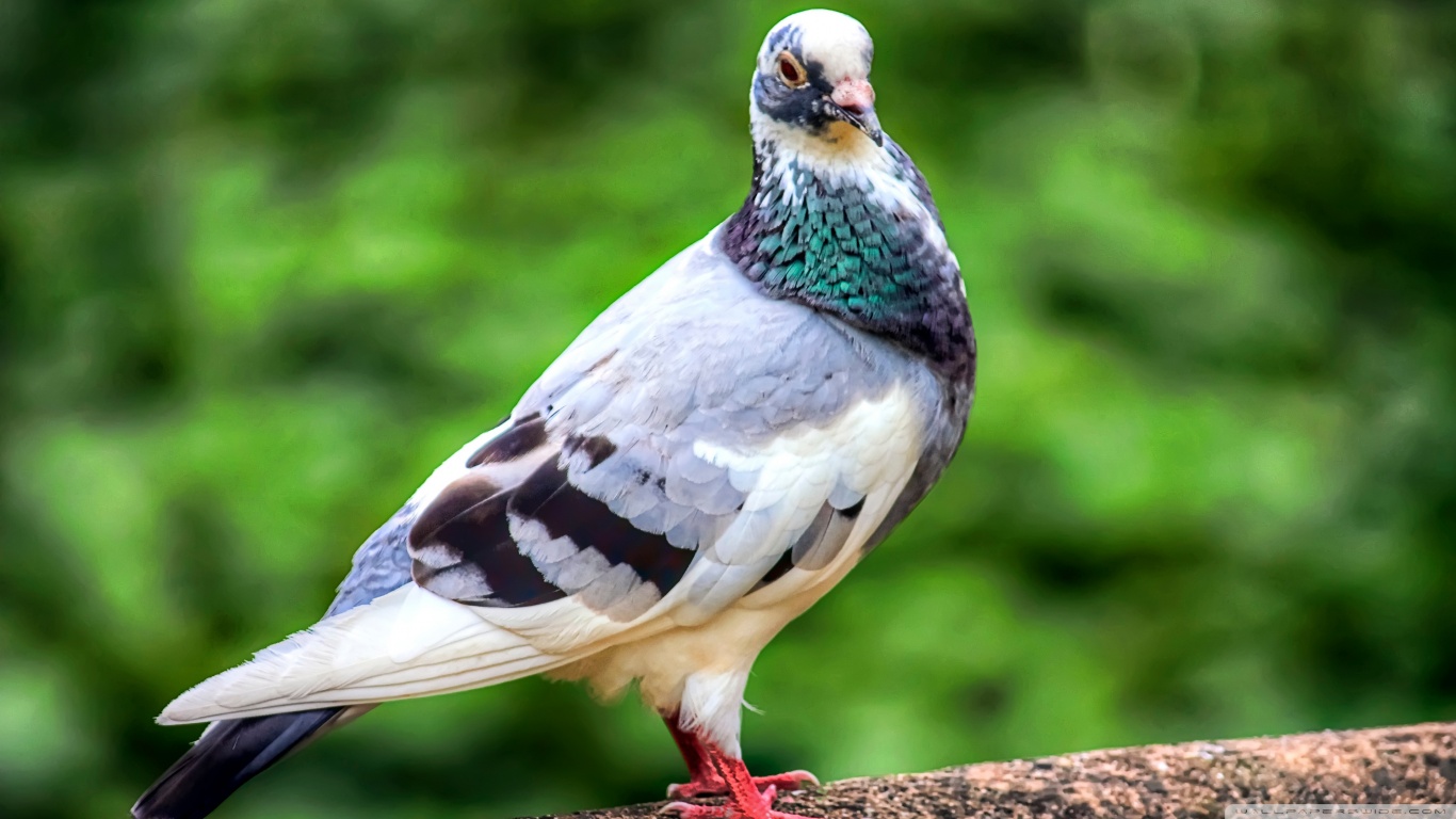 Pigeon Wallpapers