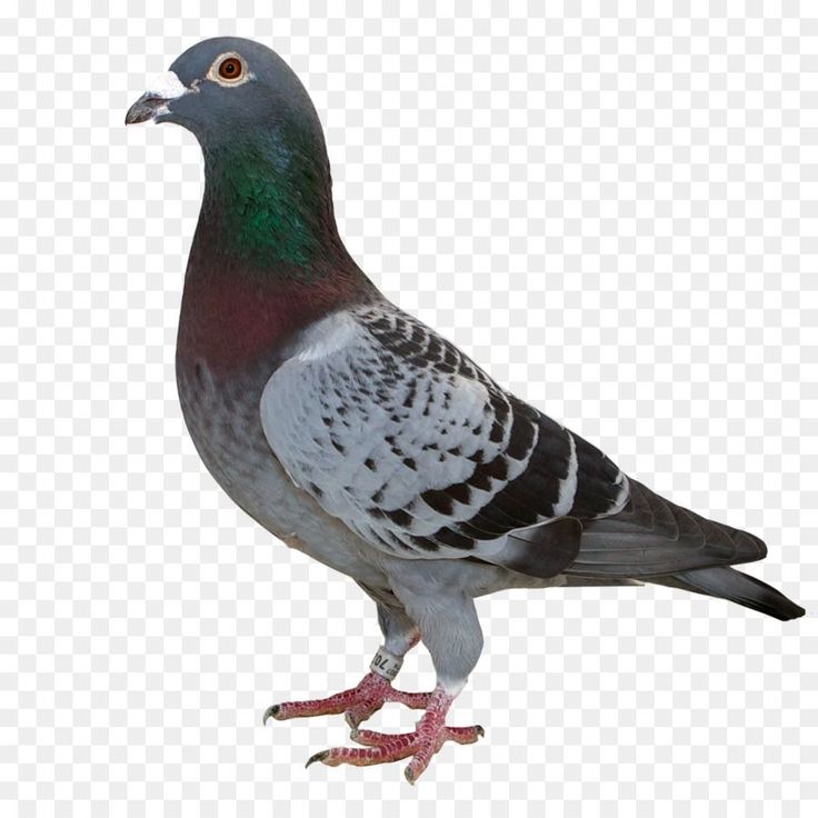 Pigeon Wallpapers