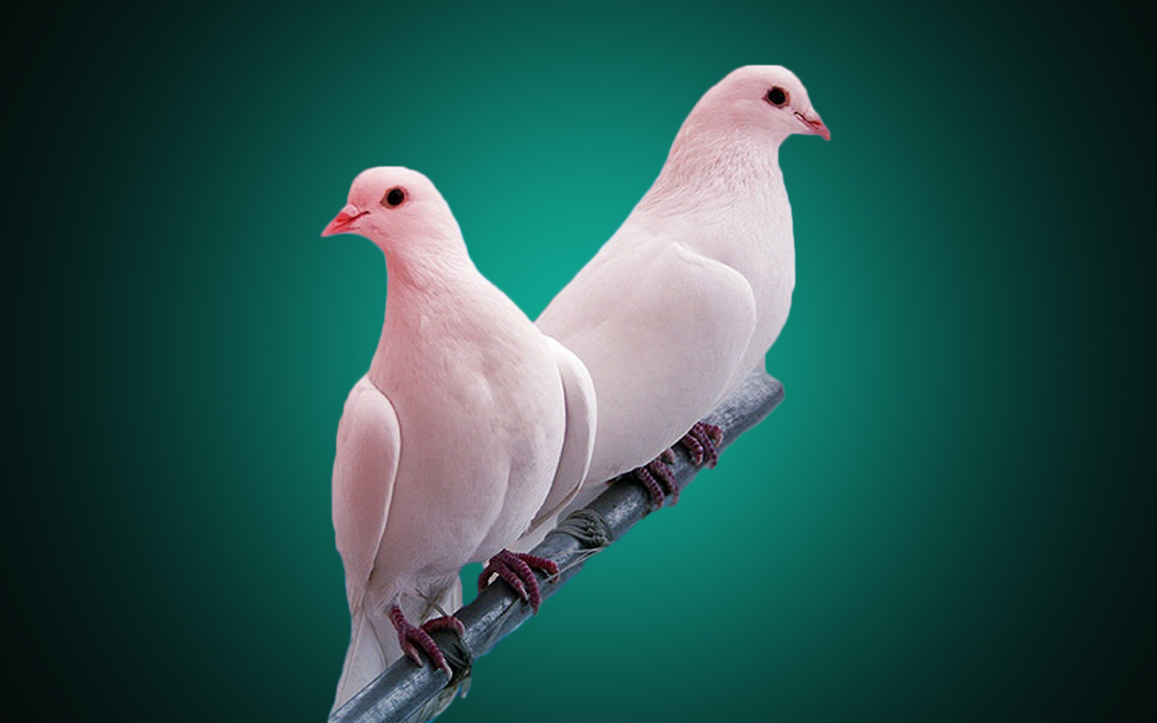 Pigeon Wallpapers