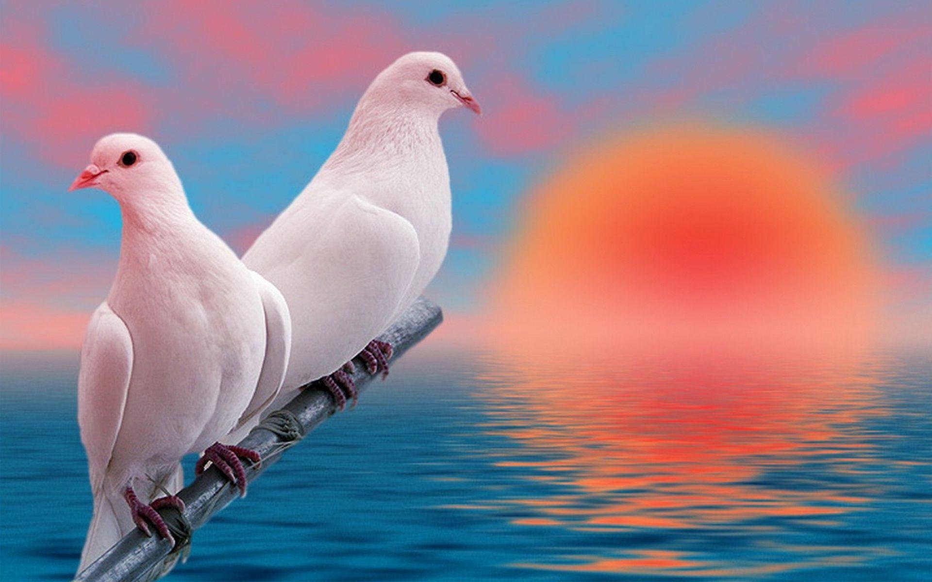 Pigeon Wallpapers