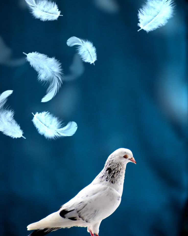 Pigeon Wallpapers