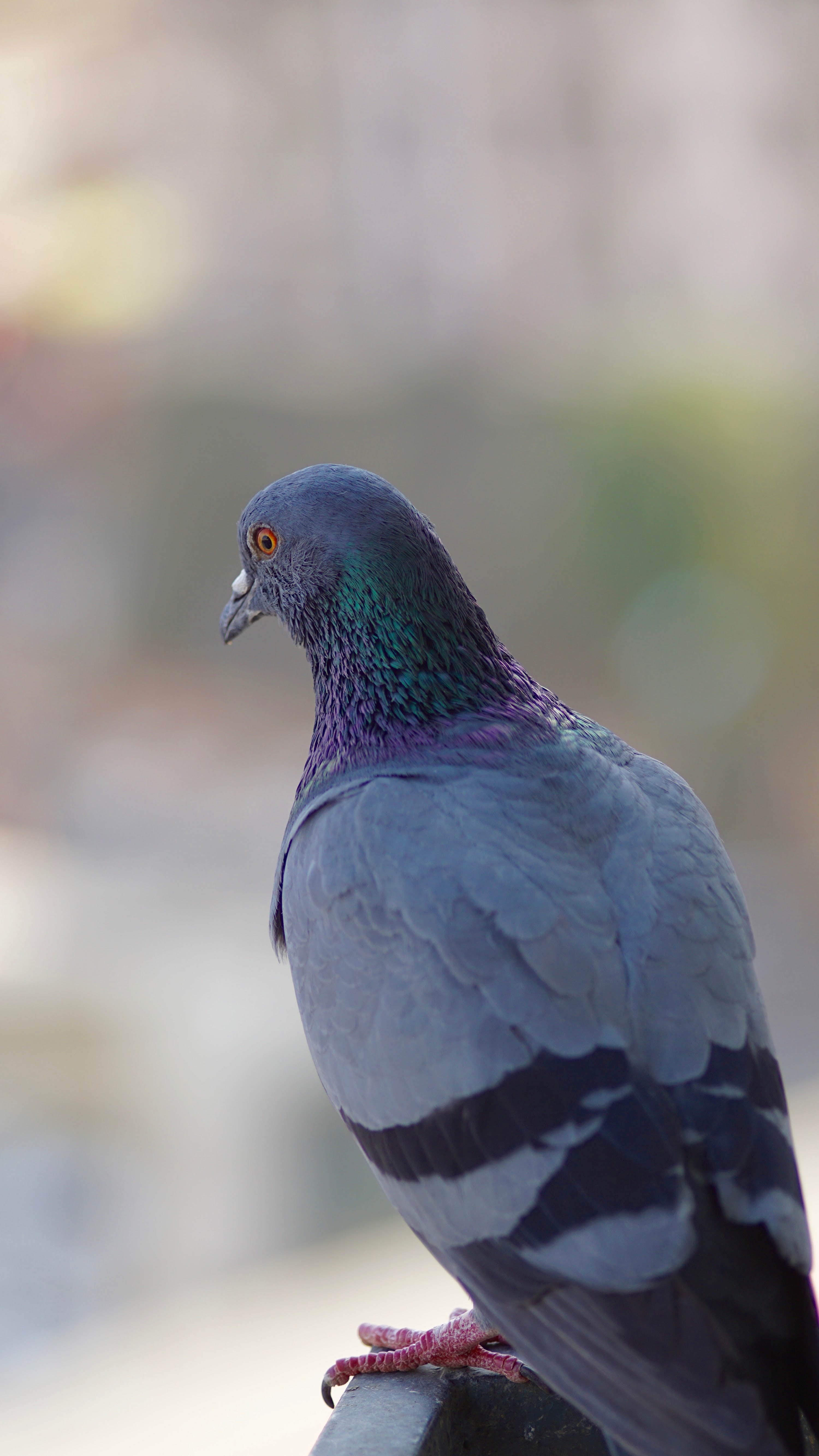 Pigeons Wallpapers