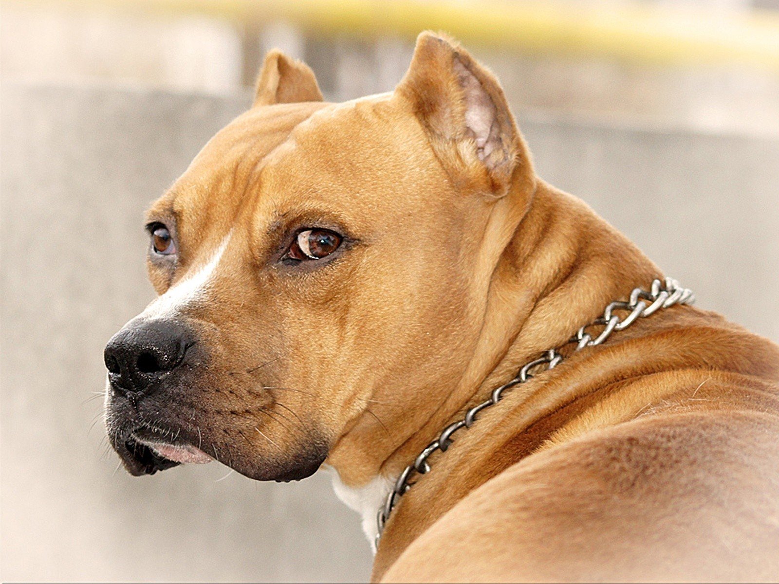 Pit Bull Wallpapers