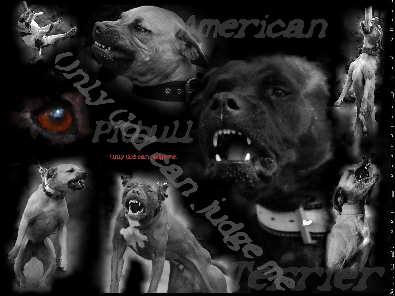 Pit Bull Wallpapers