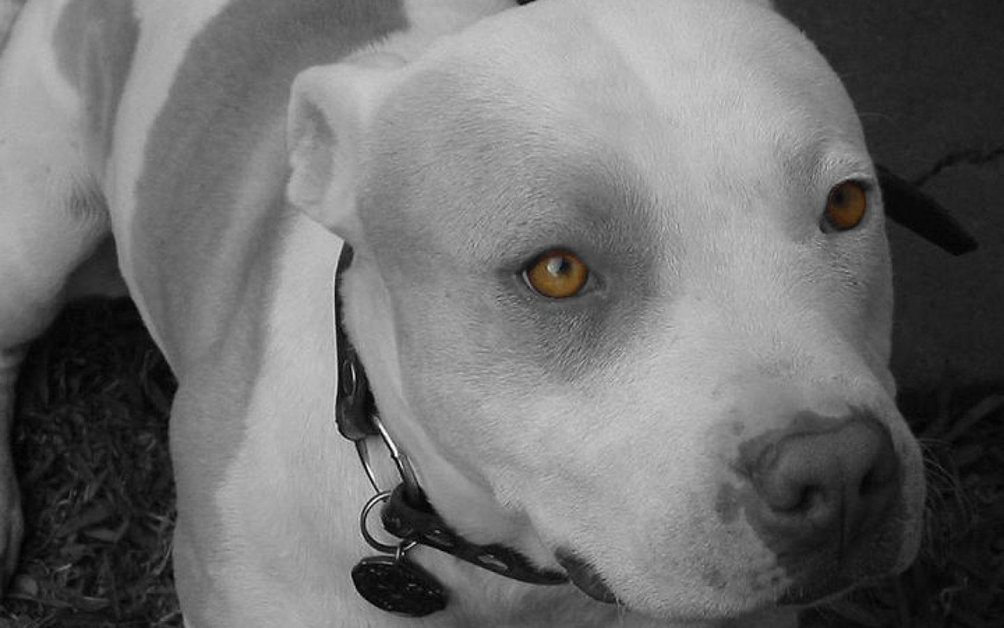 Pit Bull Wallpapers