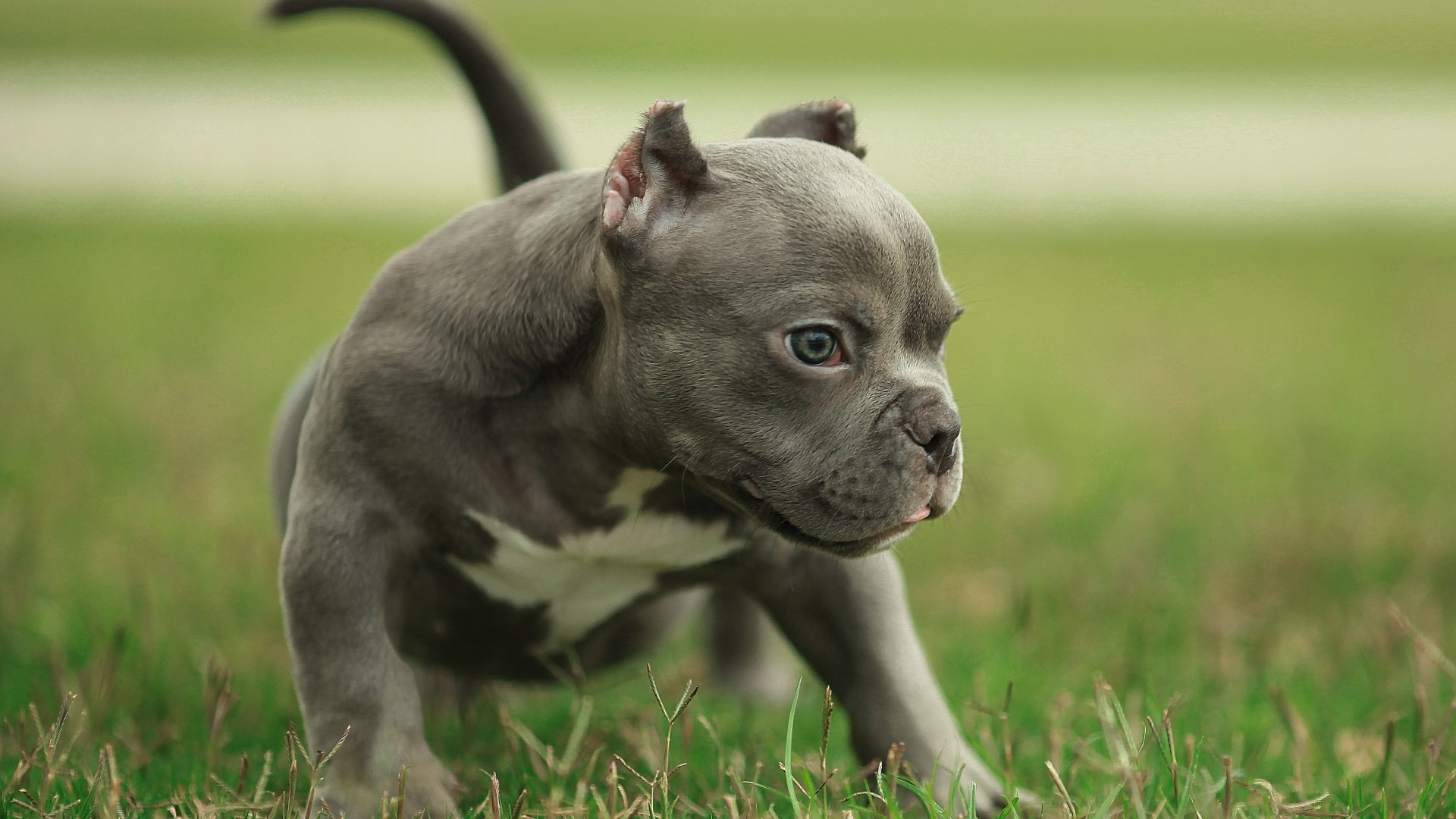 Pit Bull Wallpapers