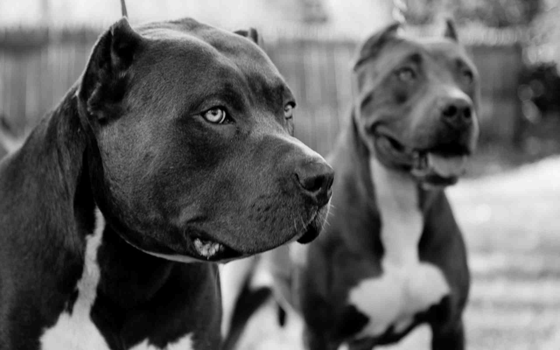 Pit Bulls Wallpapers