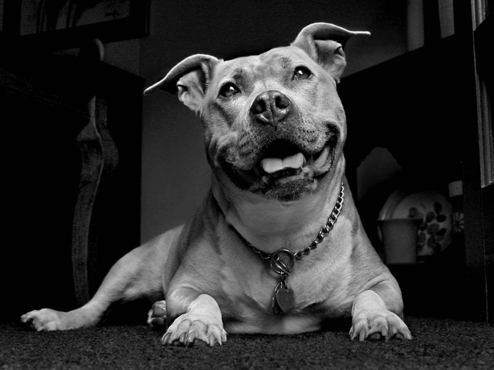 Pit Bulls Wallpapers