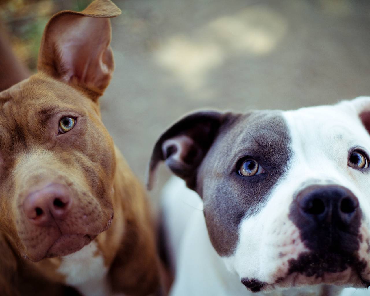 Pit Bulls Wallpapers