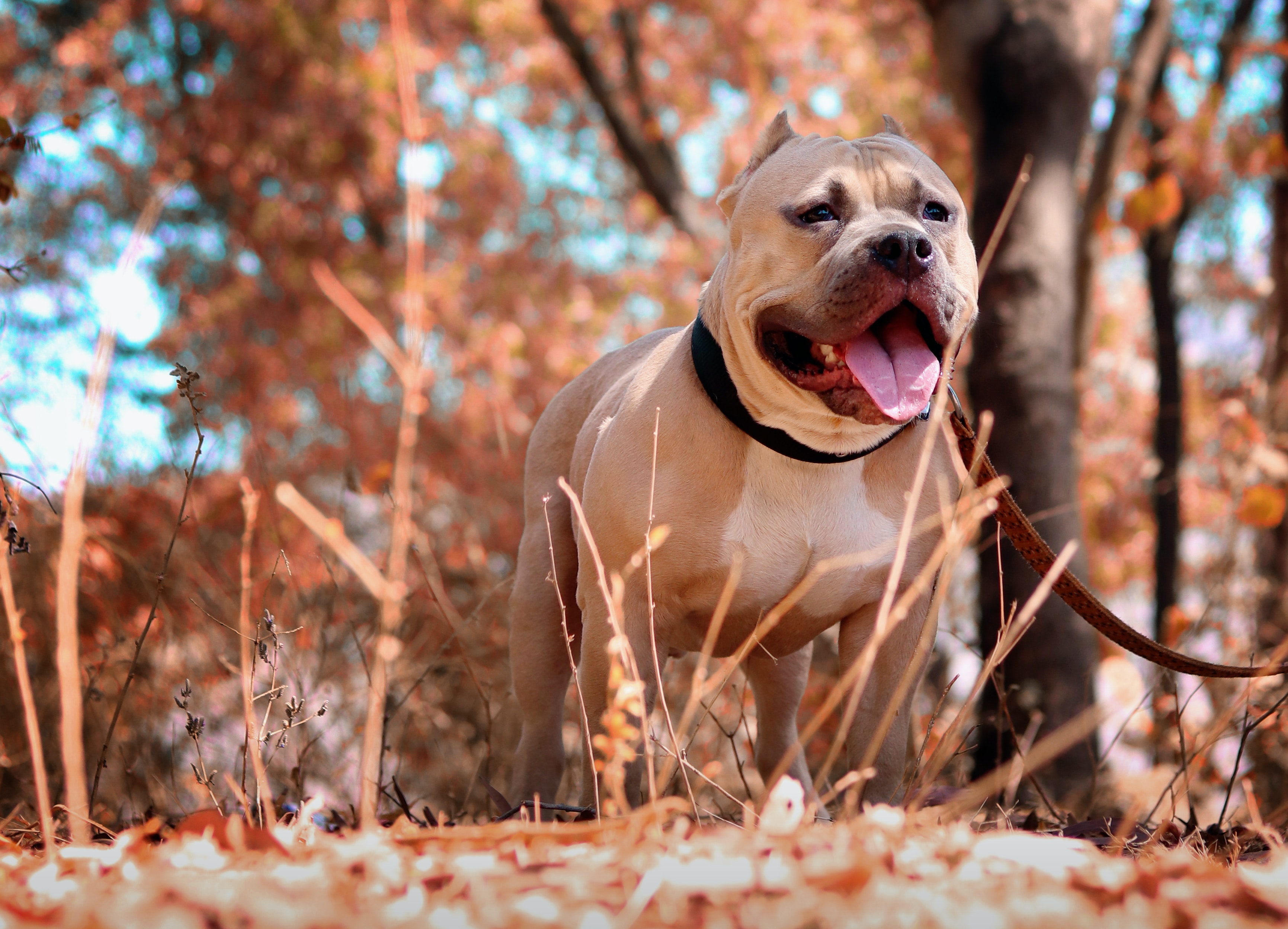 Pit Bulls Wallpapers