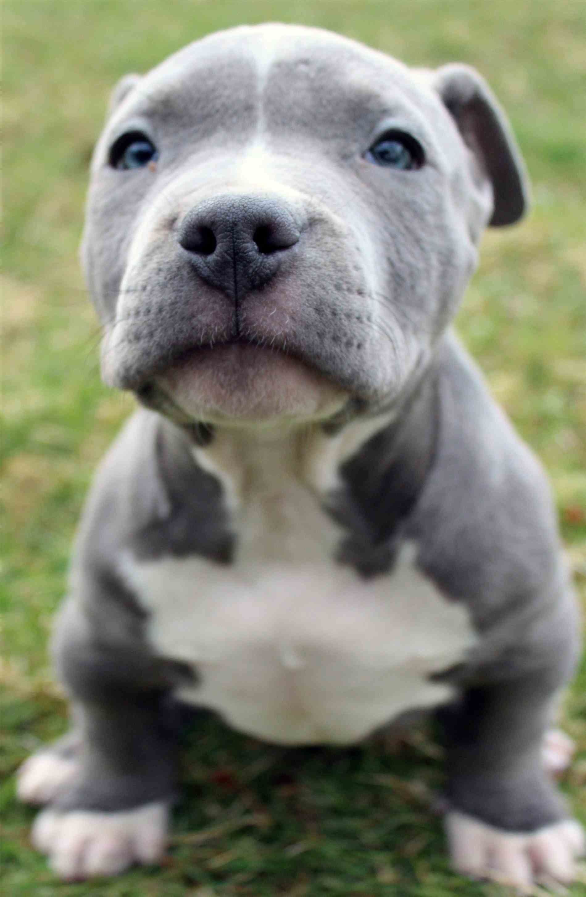 Pit Bulls Wallpapers