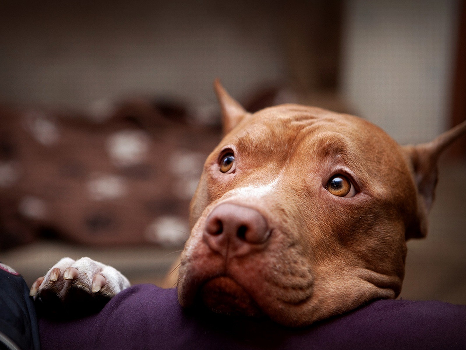 Pit Bulls Wallpapers