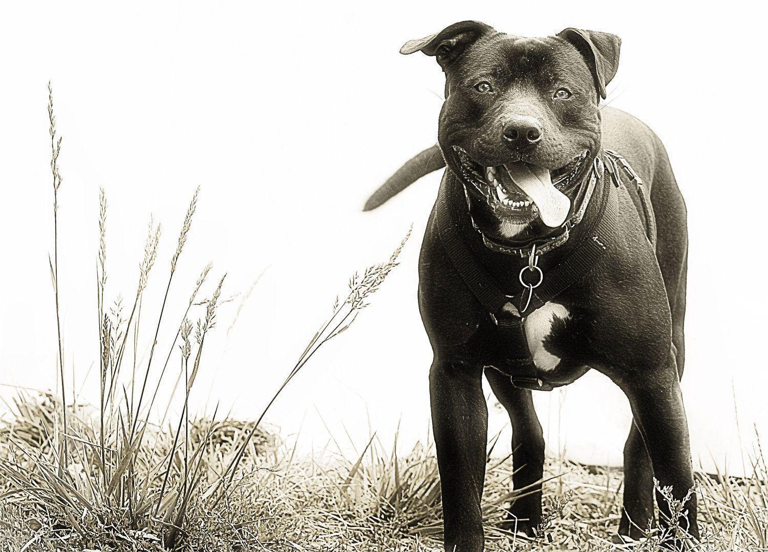 Pit Bulls Wallpapers