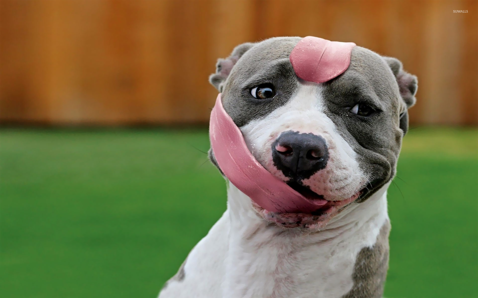 Pit Bulls Wallpapers