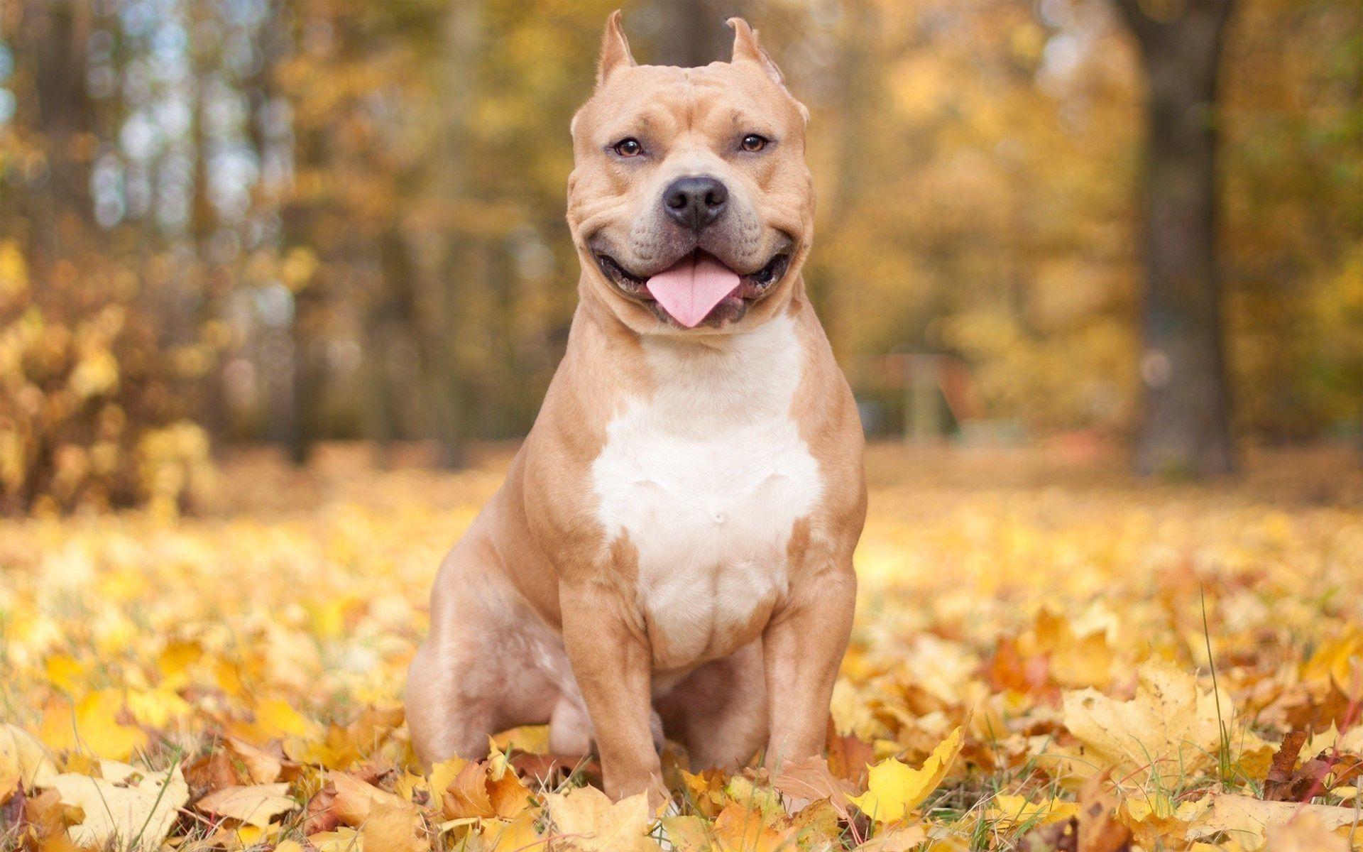 Pit Bulls Wallpapers