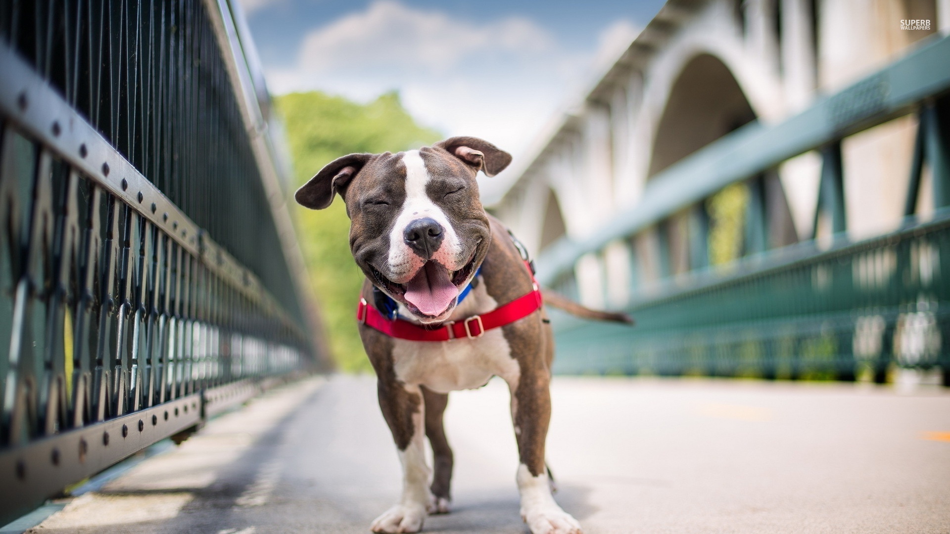 Pit Bulls Wallpapers