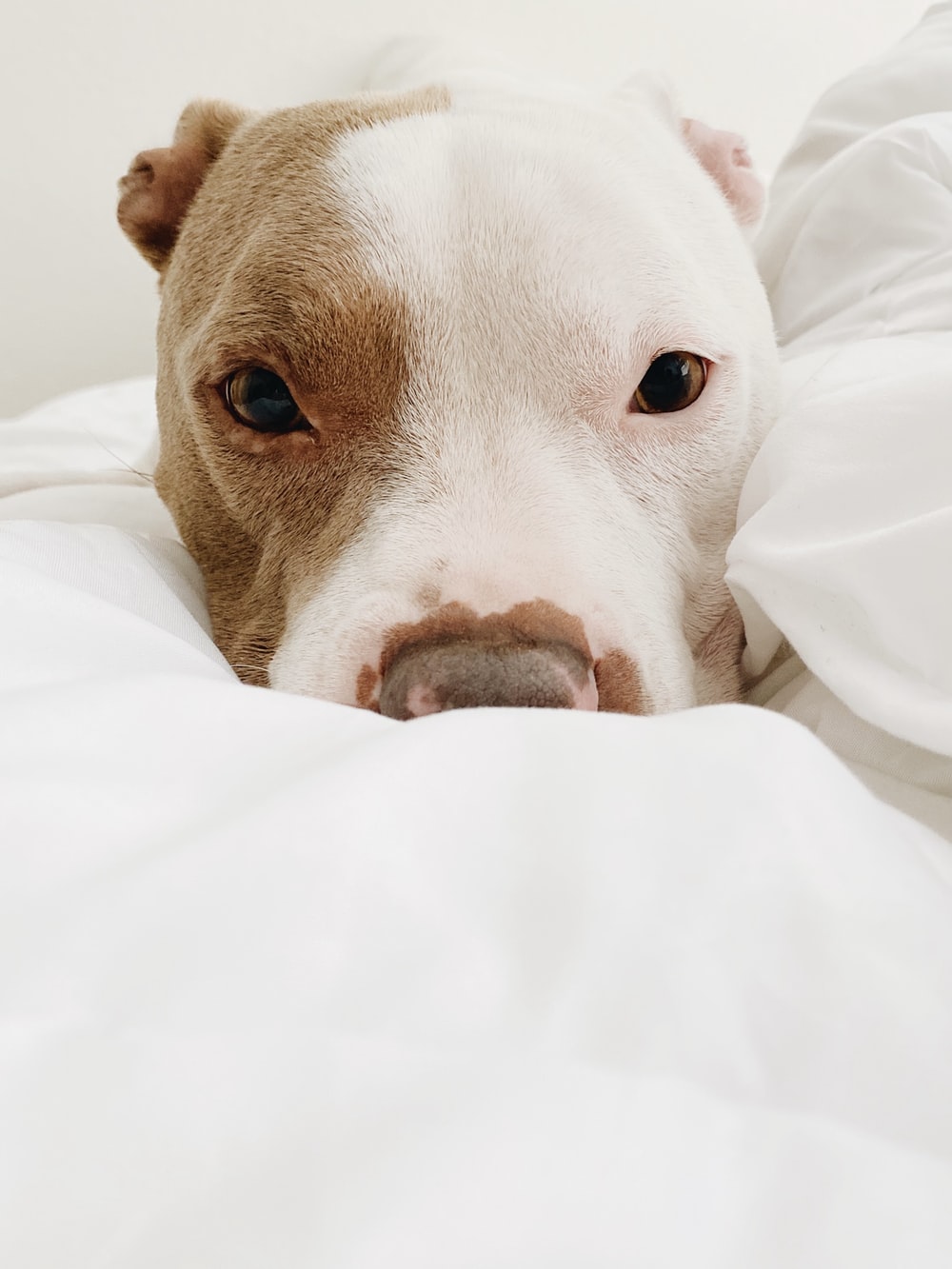 Pit Bulls Wallpapers