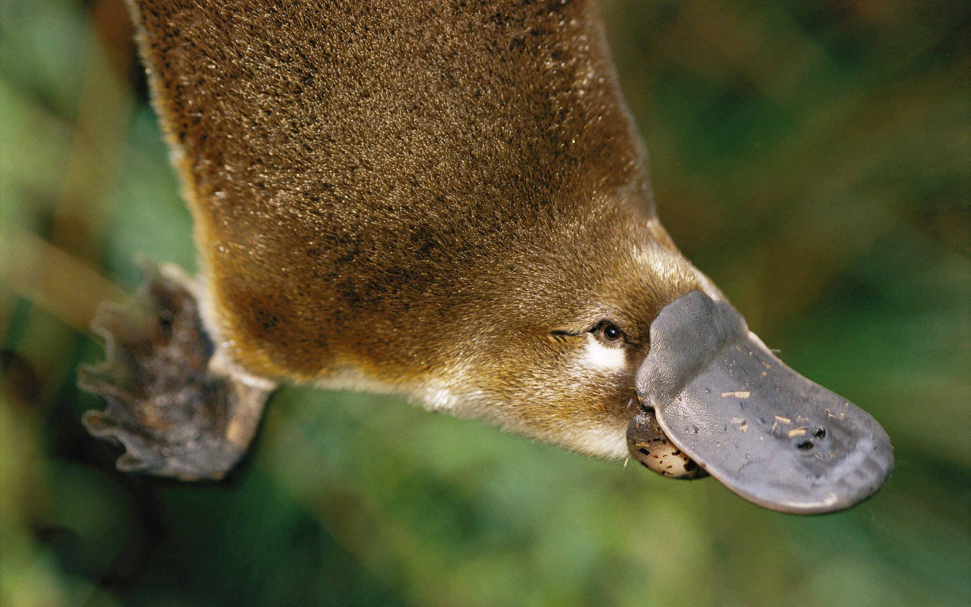 Platypus Wallpapers