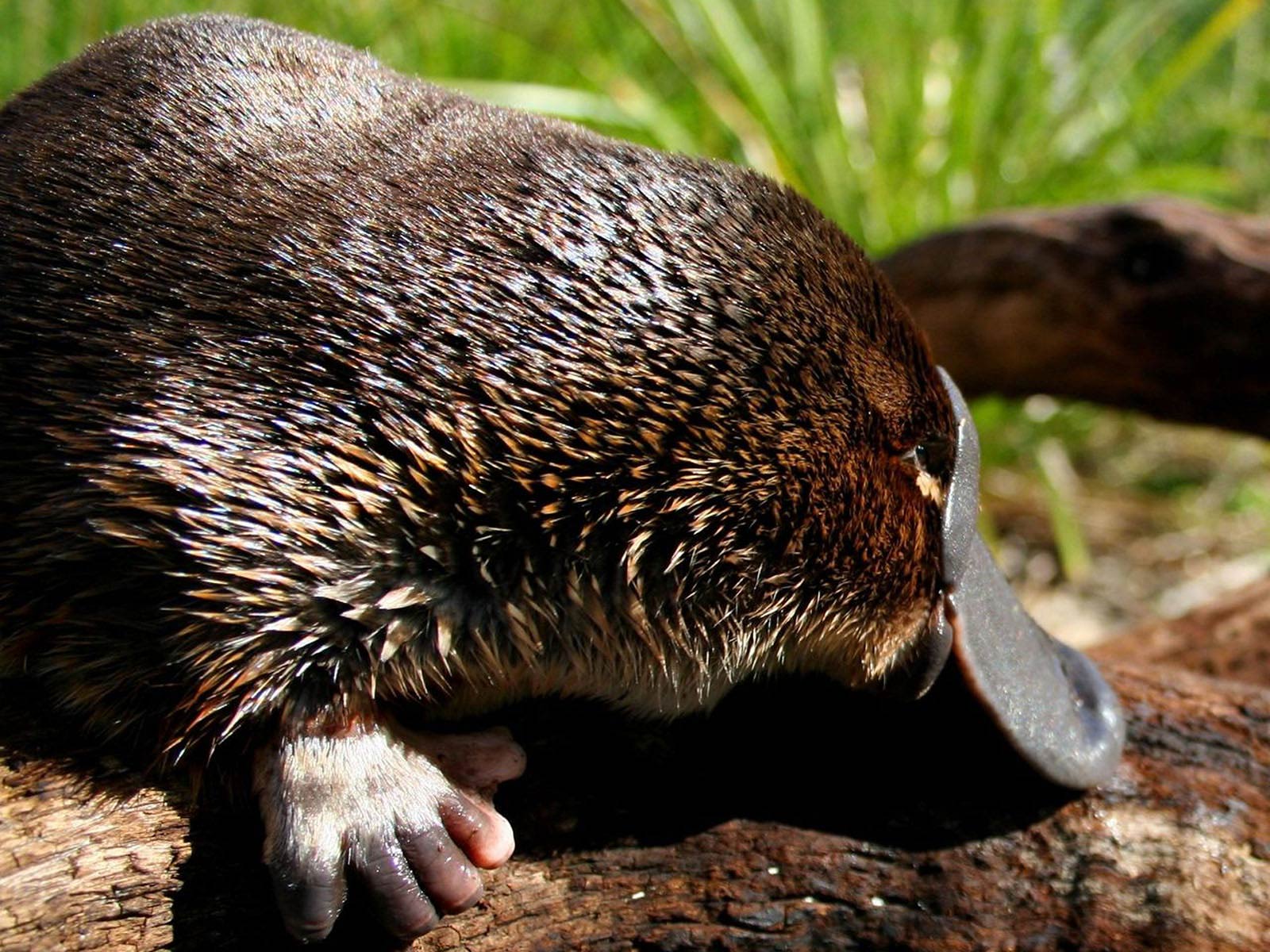 Platypus Wallpapers