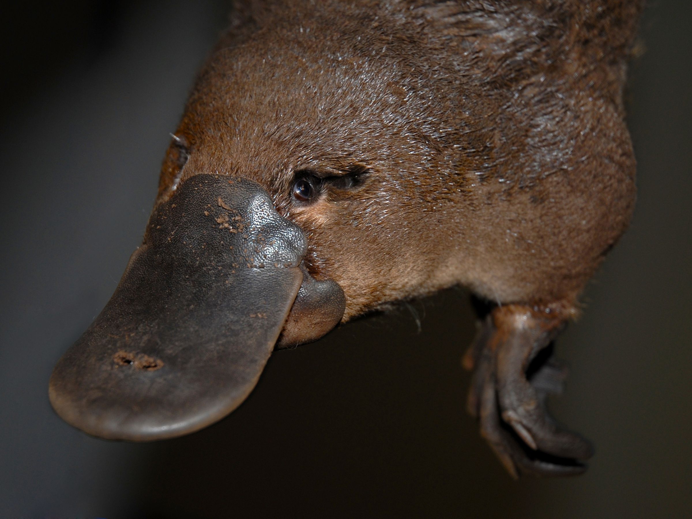 Platypus Wallpapers