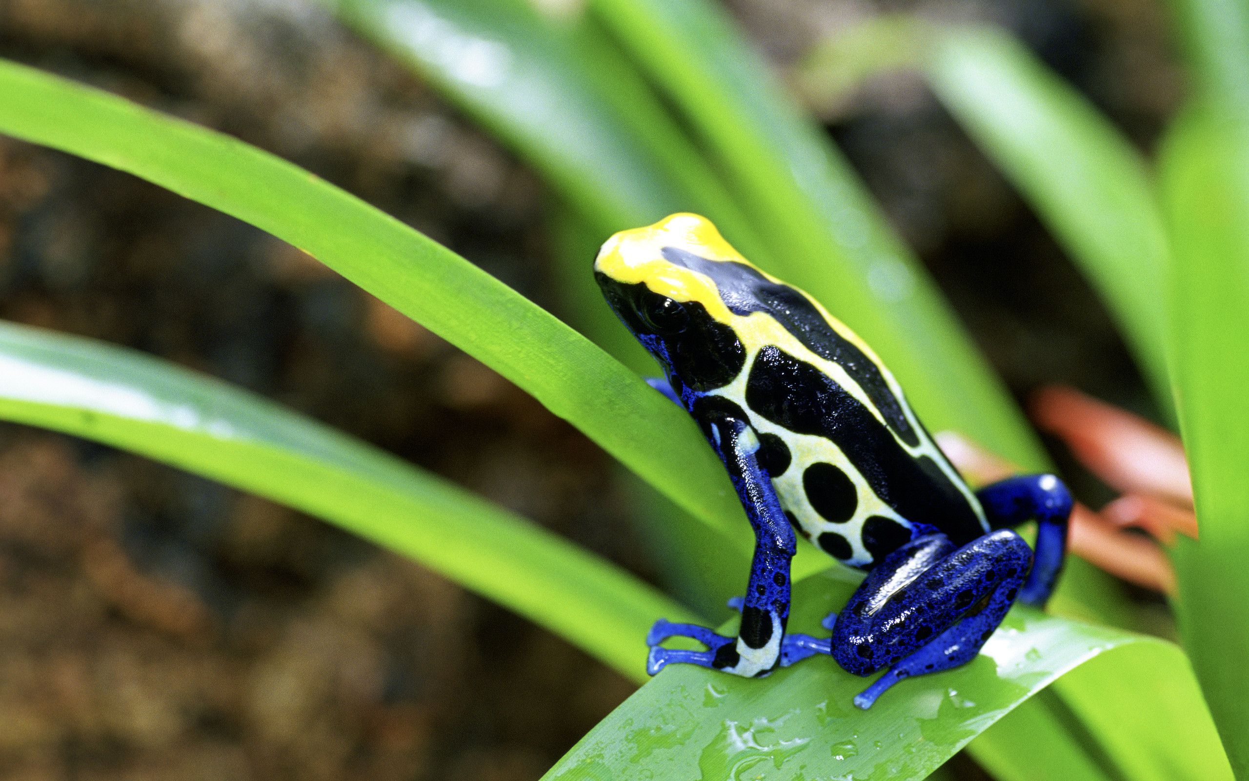 Poison Dart Frog Wallpapers