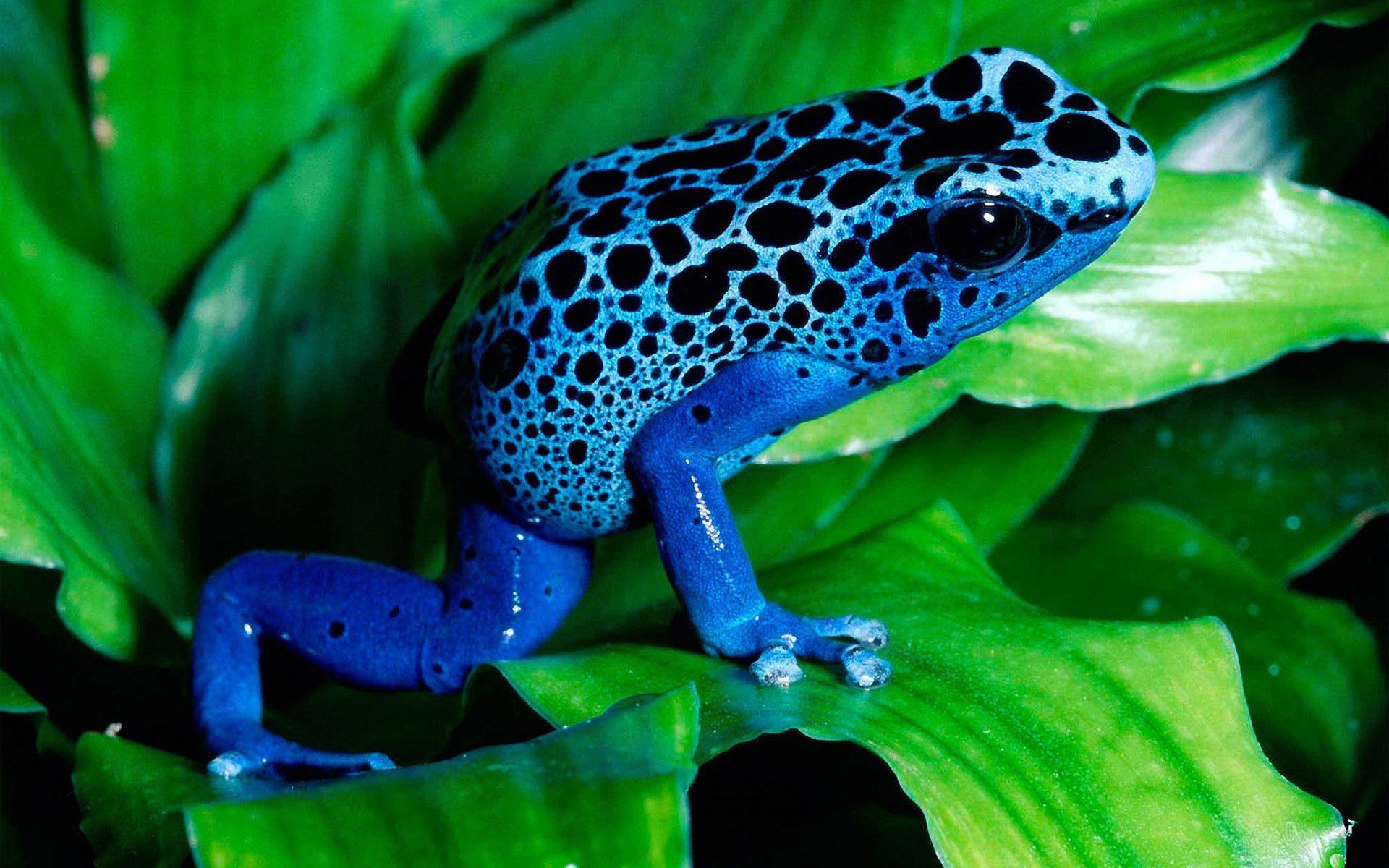 Poison Dart Frog Wallpapers