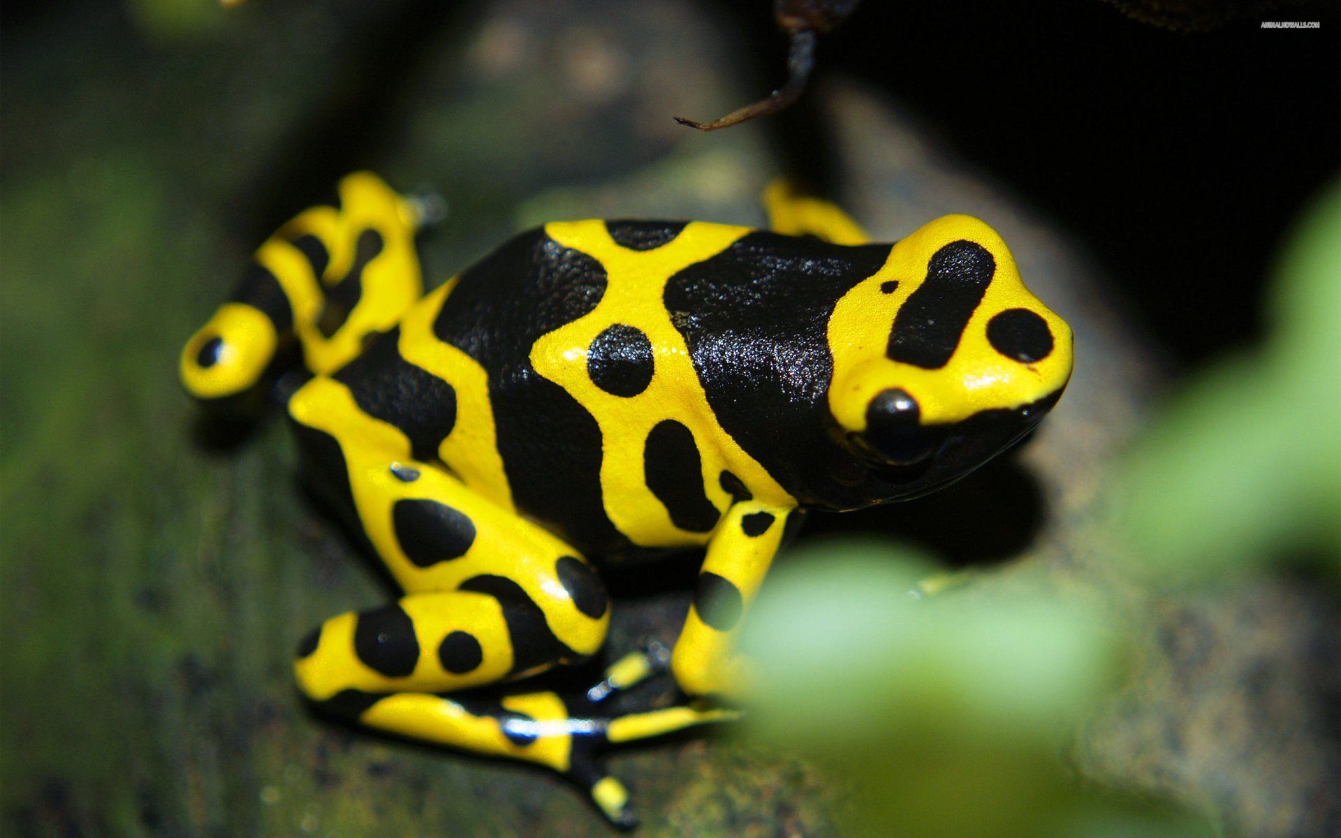 Poison Dart Frog Wallpapers