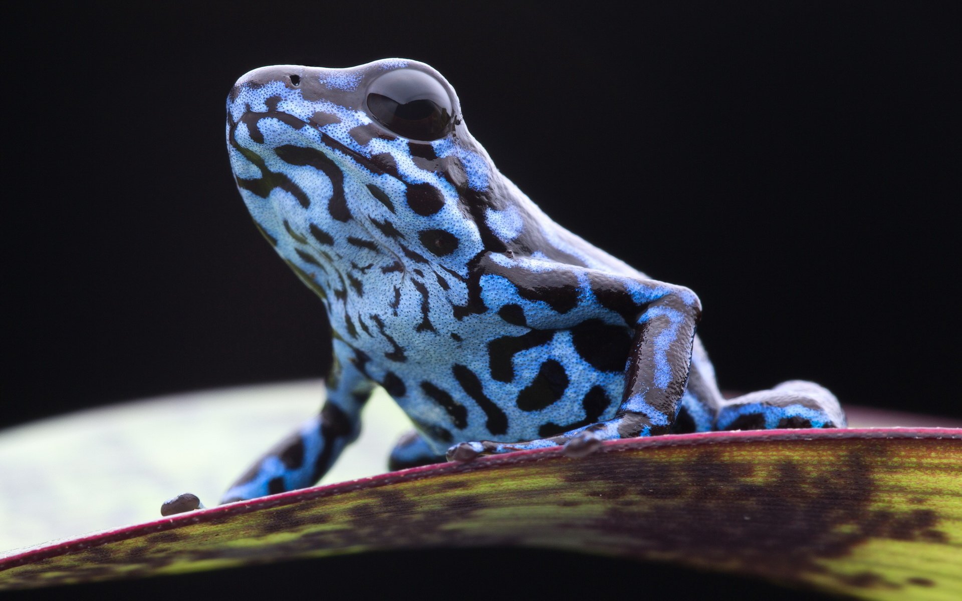 Poison Dart Frog Wallpapers