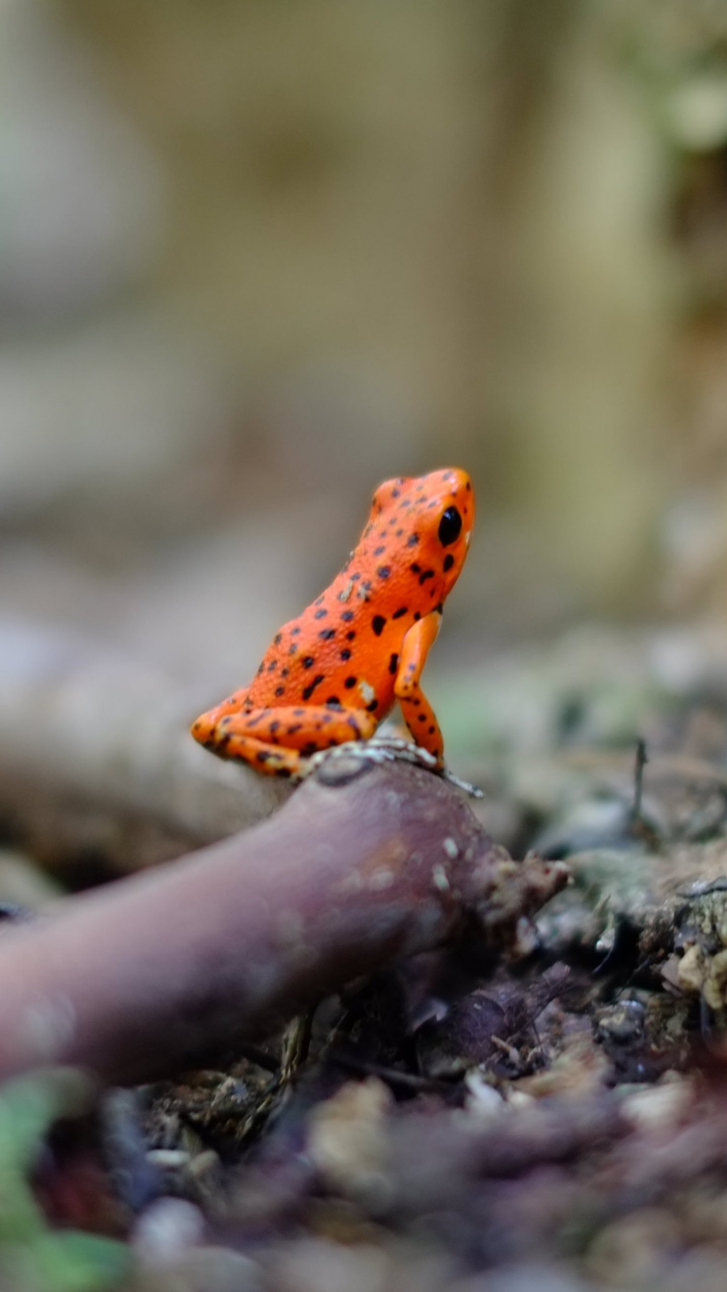 Poison Dart Frog Wallpapers