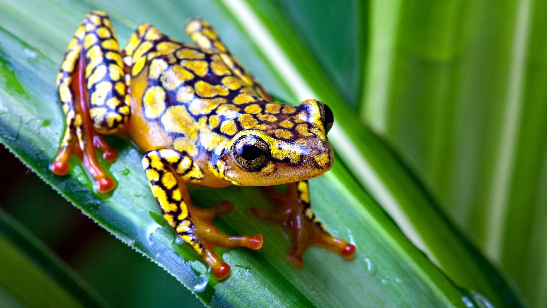 Poison Dart Frog Wallpapers