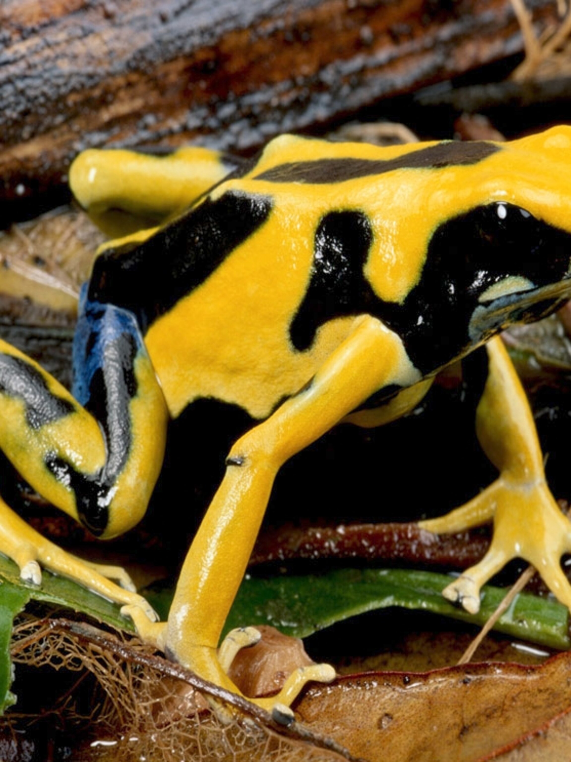 Poison Dart Frog Wallpapers