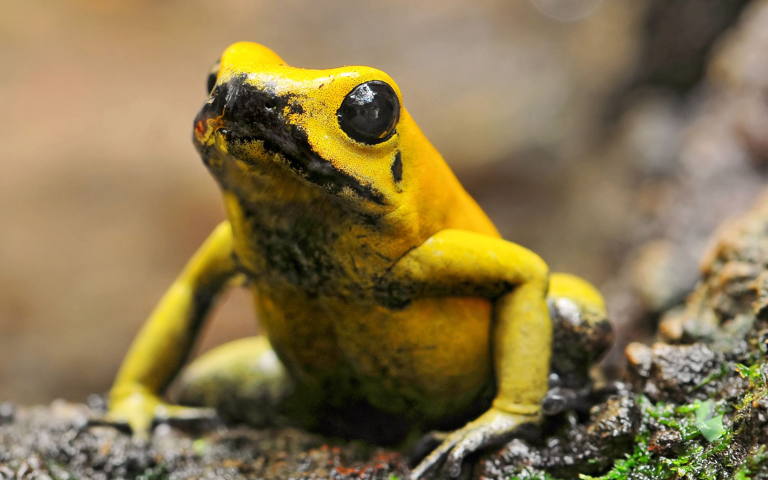 Poison Dart Frog Wallpapers