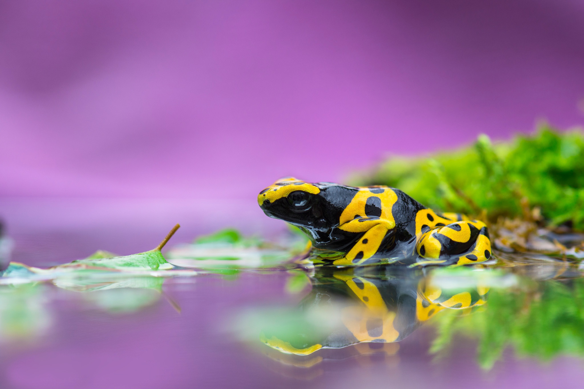 Poison Dart Frog Wallpapers