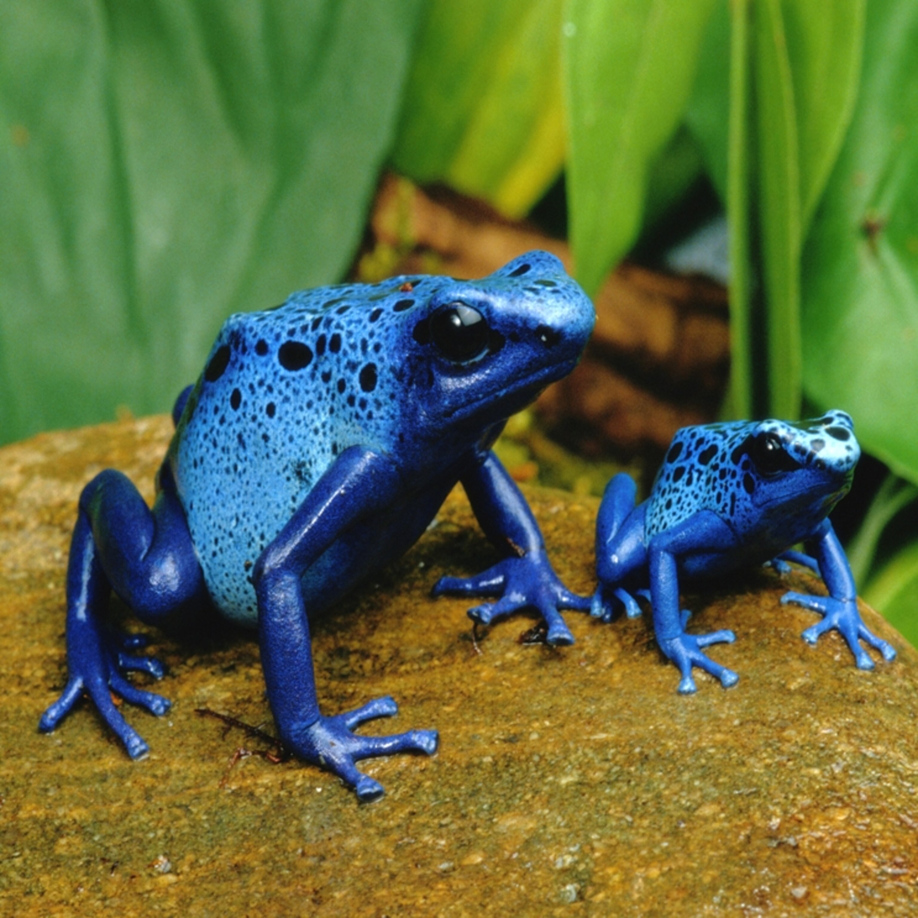 Poison Dart Frog Wallpapers